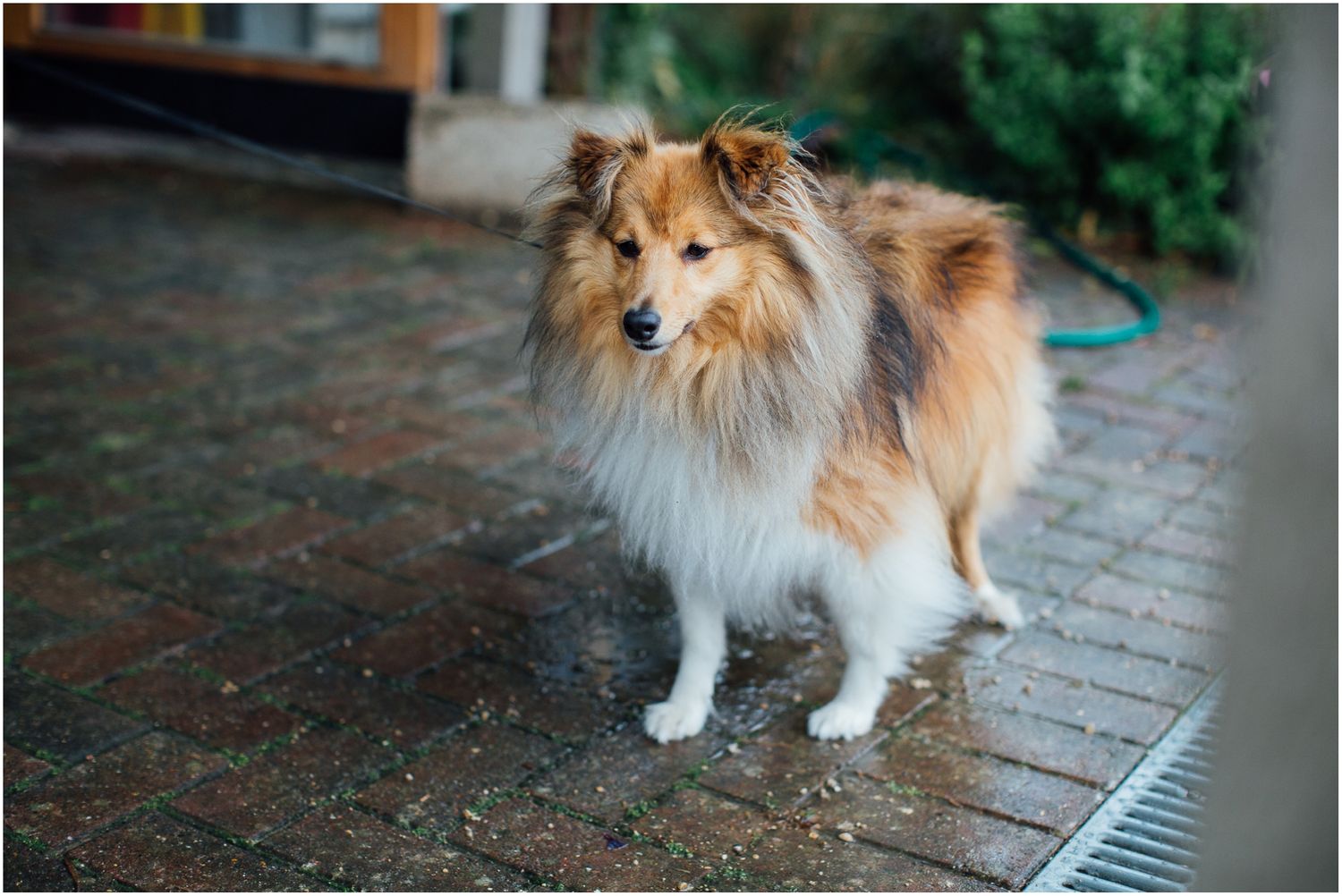 Shetland sheepdog with fluffy brown and white coat standing on outdoor brick pavement.