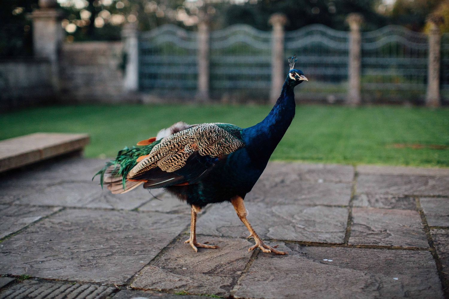 Peacocks walking on stone pavement in a garden setting with green grass in the background.