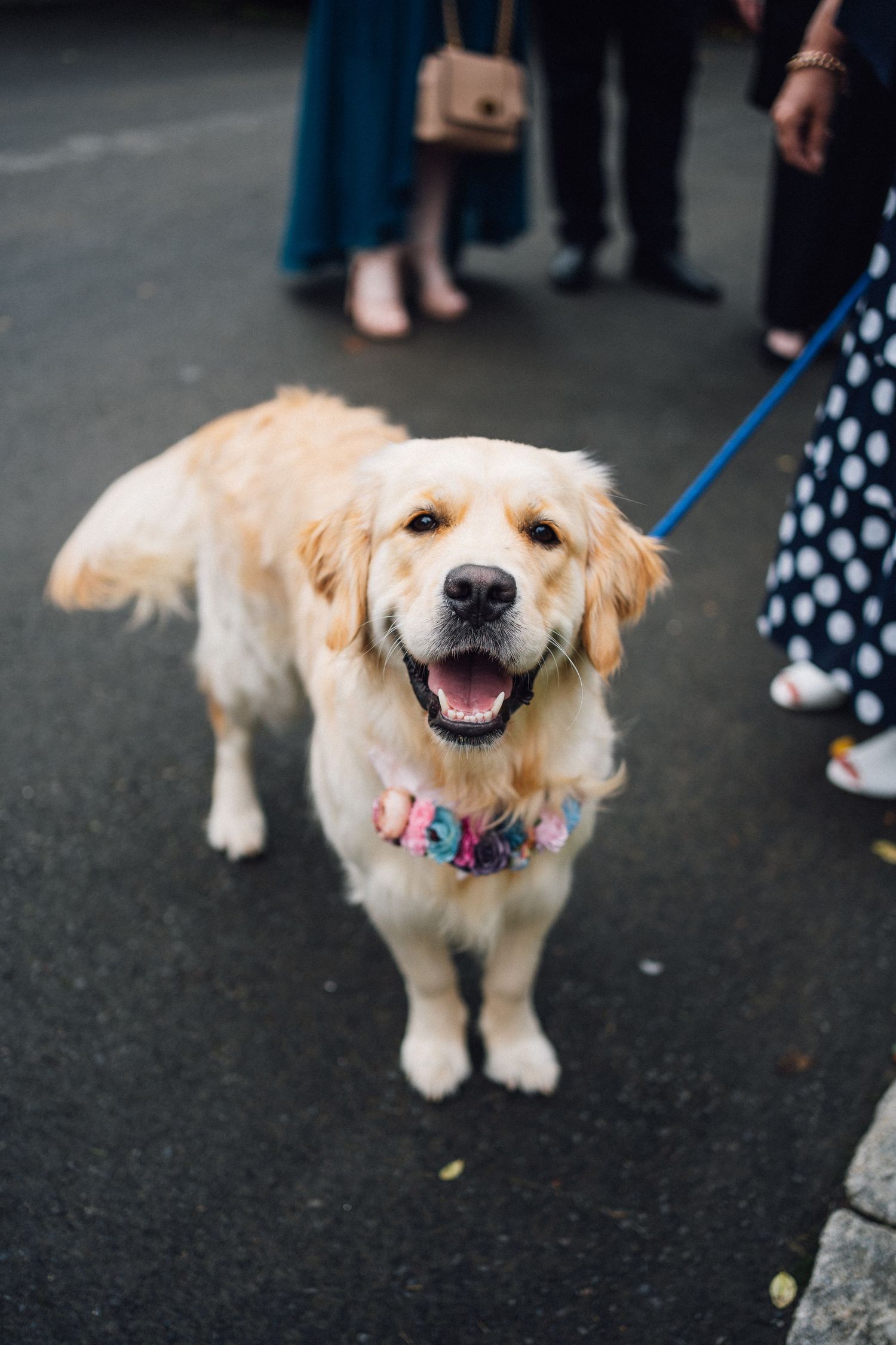 A happy golden retriever wearing a colorful collar walks on pavement while being photographed from different angles.