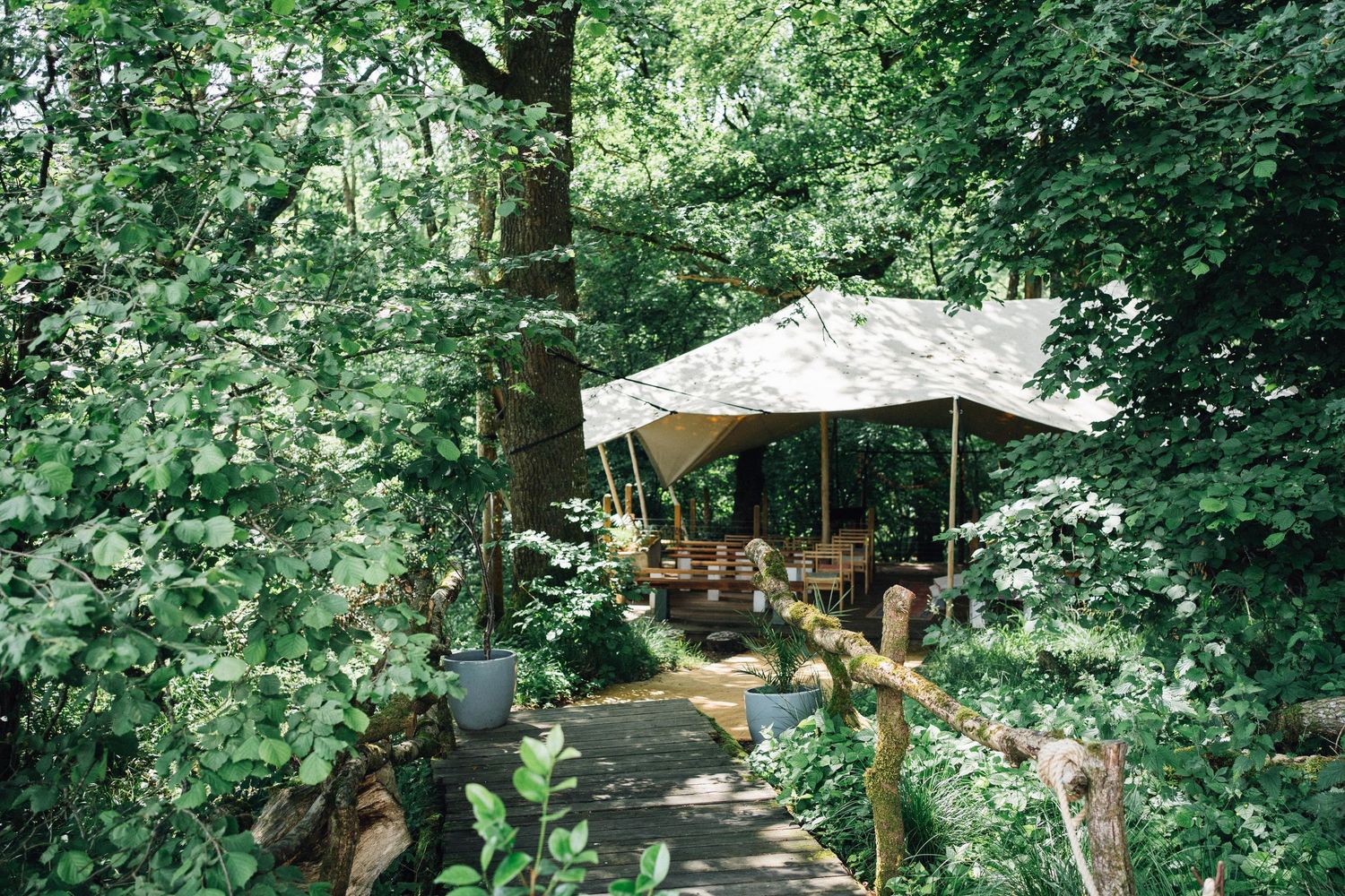 Lush green woodland path winding through trees and foliage.