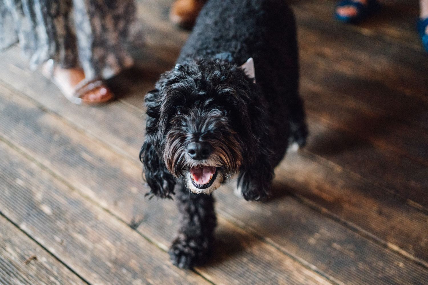 Black scruffy dog smiling at camera on wooden floor.