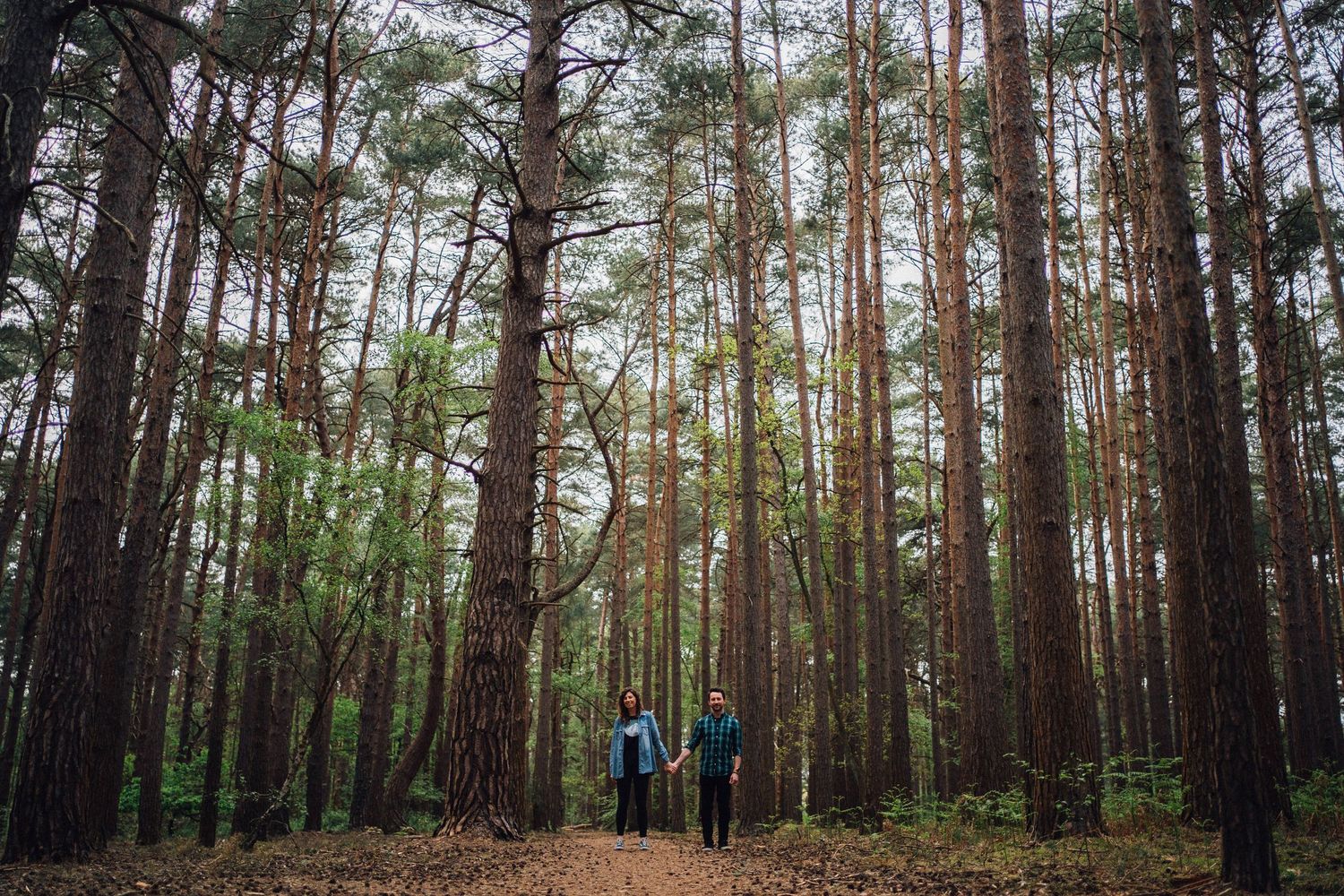 Tall pine trees create a natural corridor in a peaceful forest landscape.