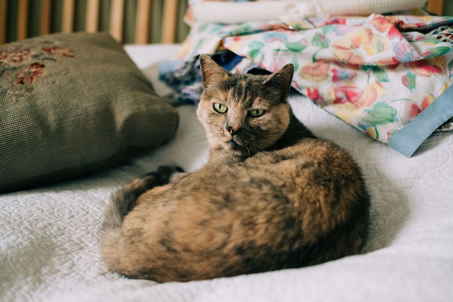Tortoiseshell cat lounging on light colored bedding in multiple relaxed poses.