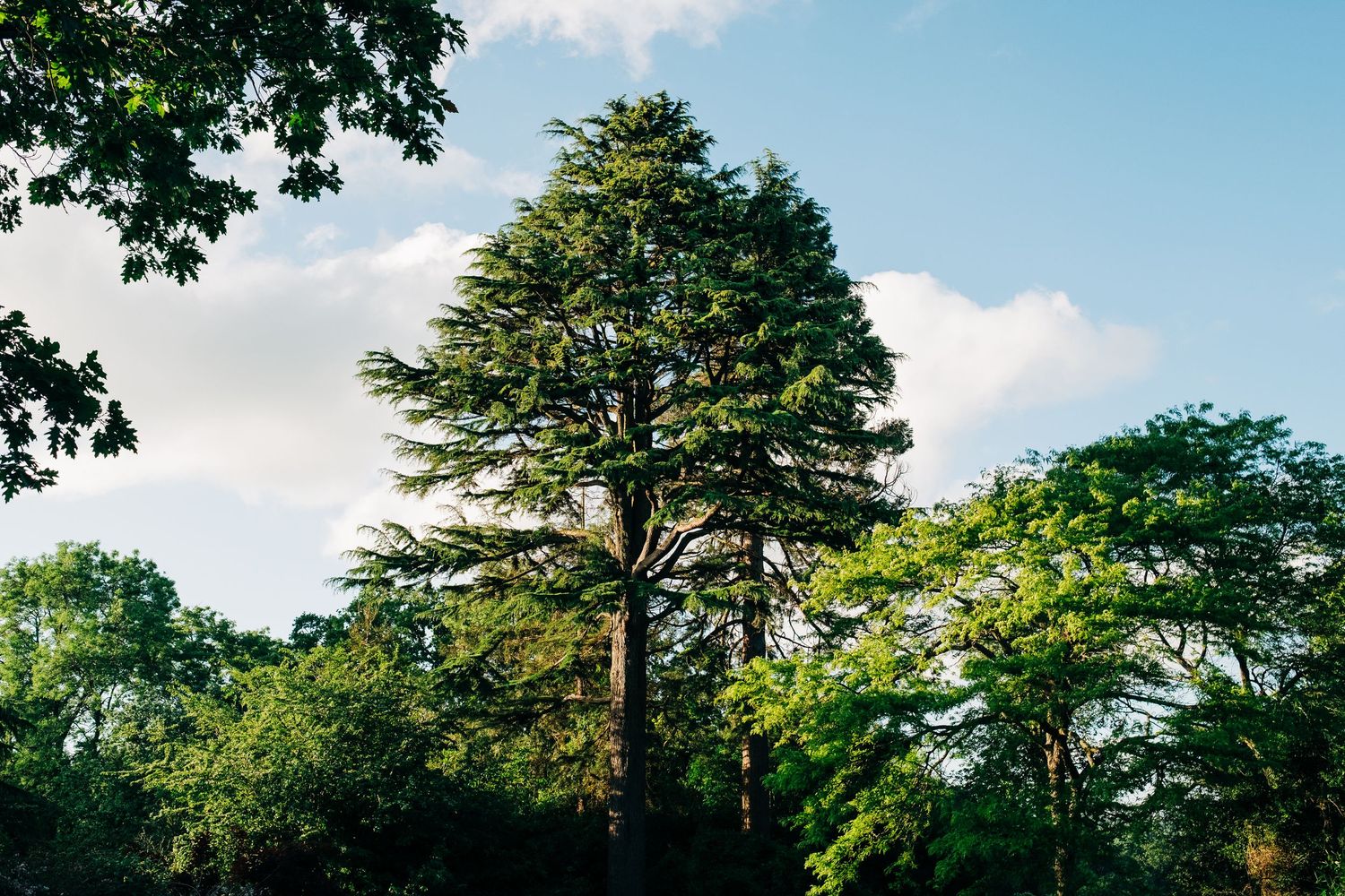 Treetop canopy view against bright blue summer sky with green foliage.