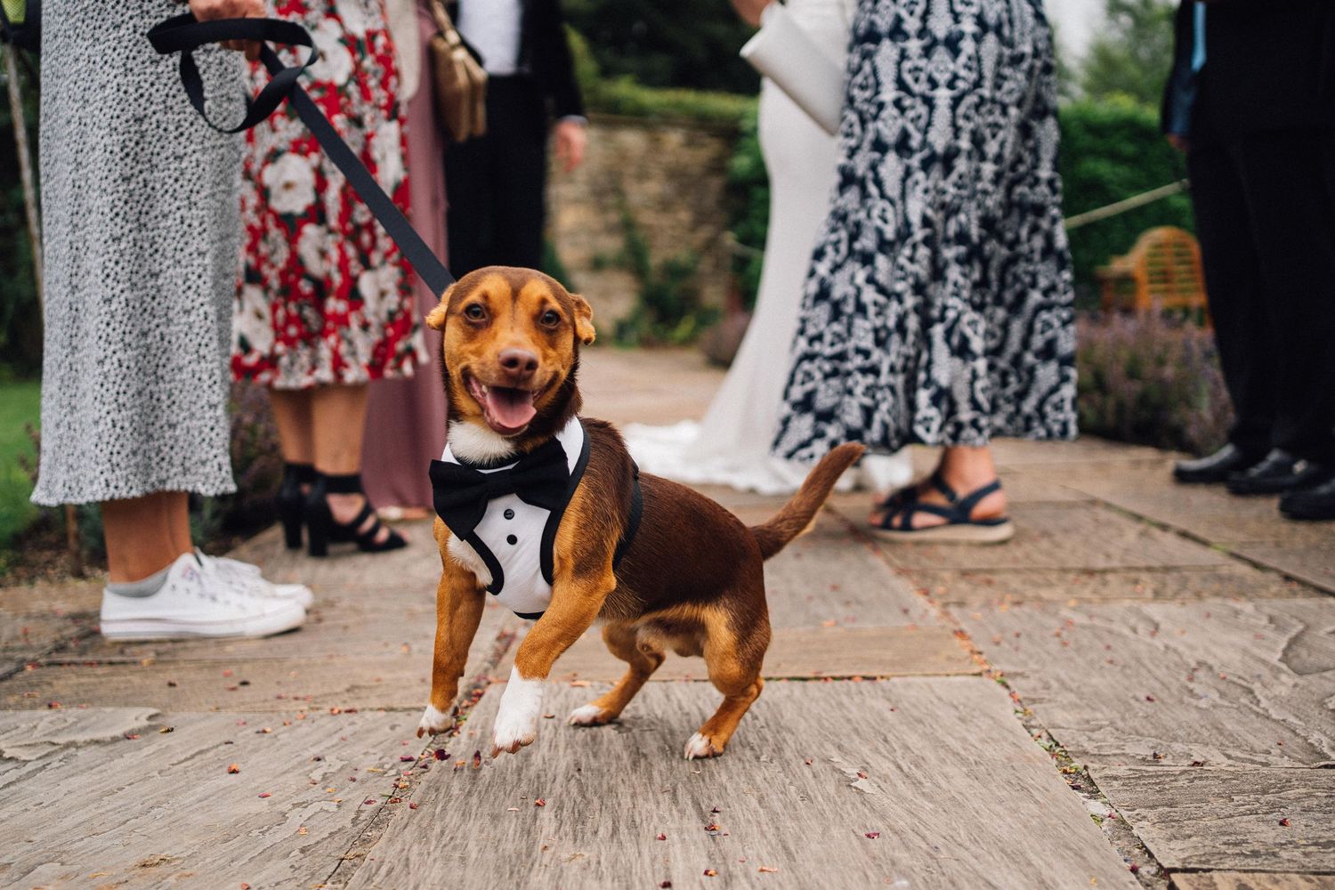 Beagle dog walking down aisle at outdoor wedding ceremony.