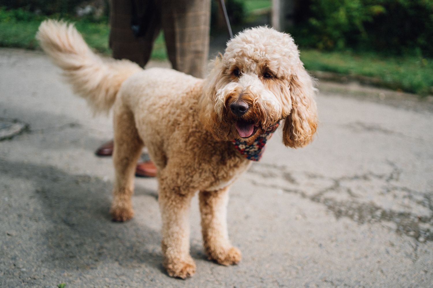 A fluffy golden doodle dog walking on a paved path outdoors.