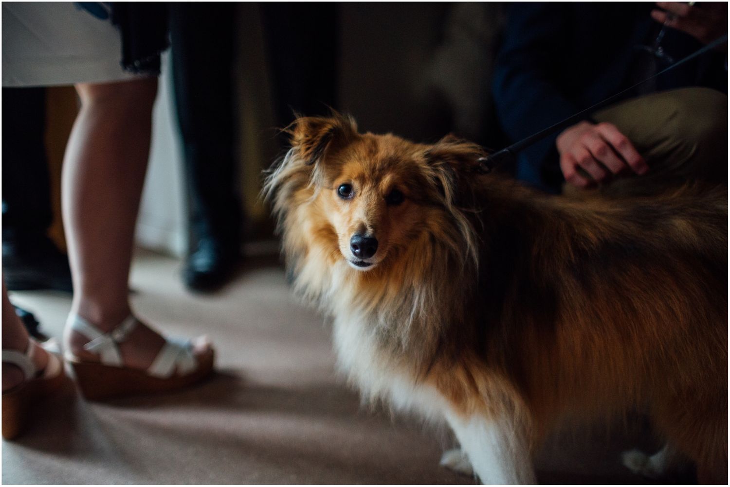 Friendly Collie dog attending an indoor wedding celebration.