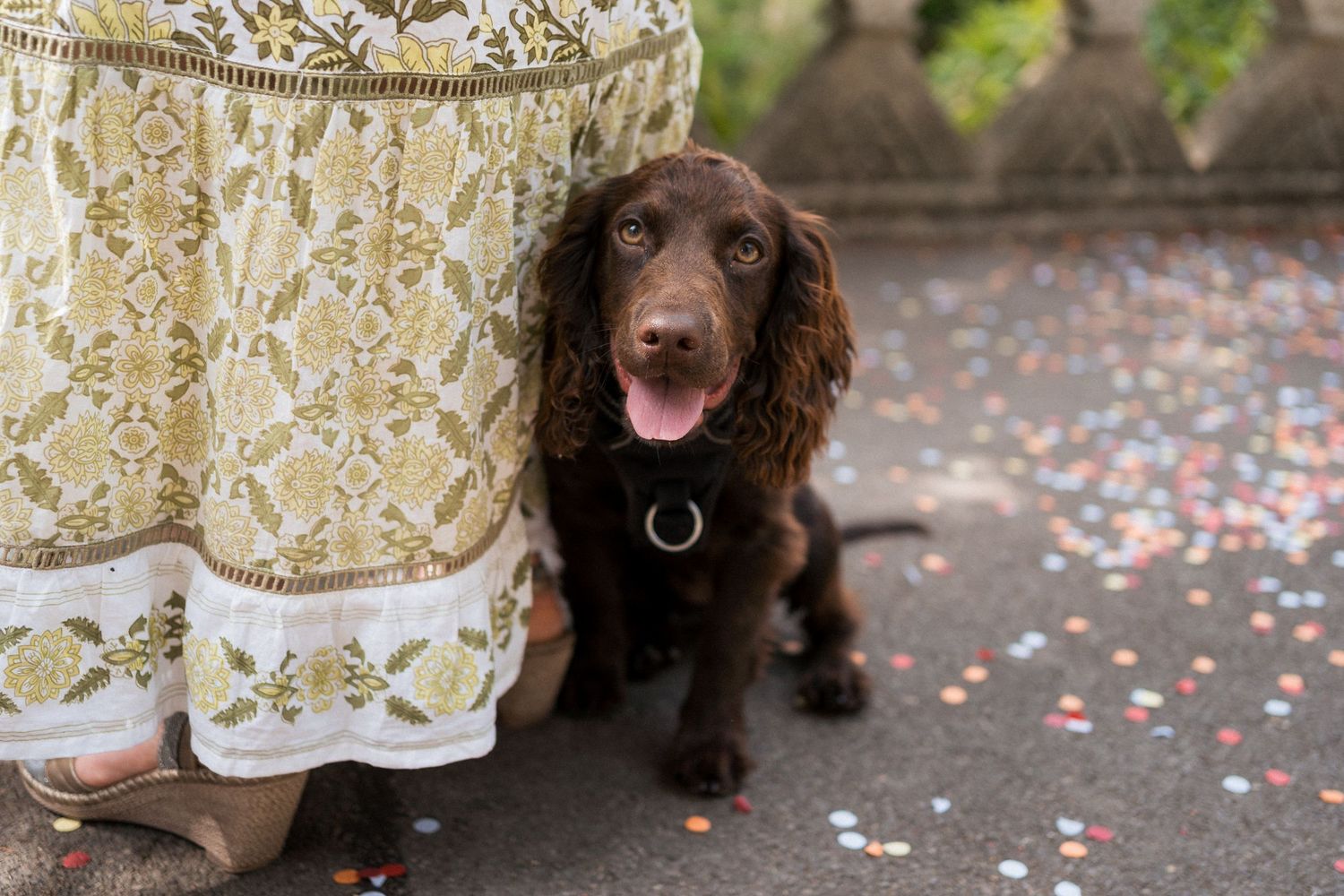 A chocolate Cocker Spaniel puppy sitting on a pavement beside a floral dress, surrounded by colorful confetti.