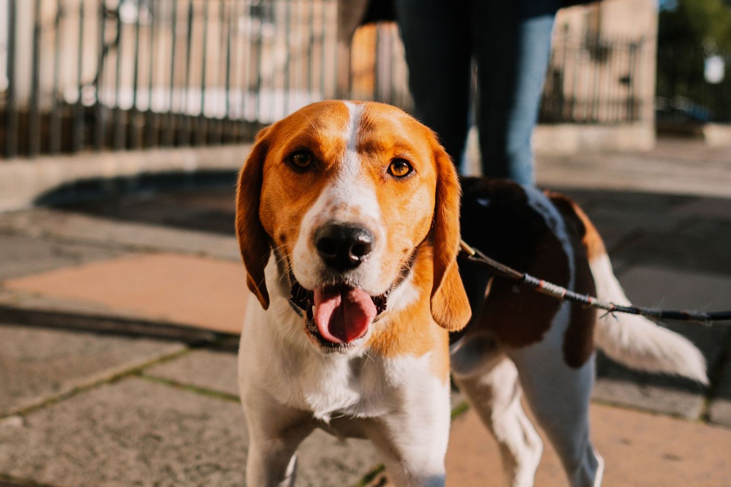 A beagle dog with brown and white fur looking happy and playful in an outdoor setting.