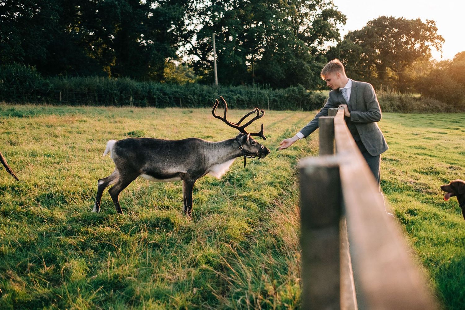 Reindeer graze peacefully in a grassy field at sunset while someone watches from a distance.