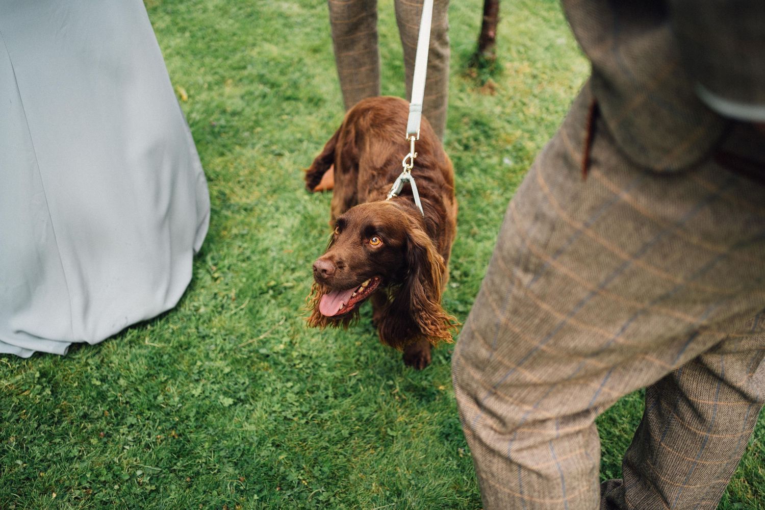A brown Irish Setter dog stands on green grass next to someone in casual attire.