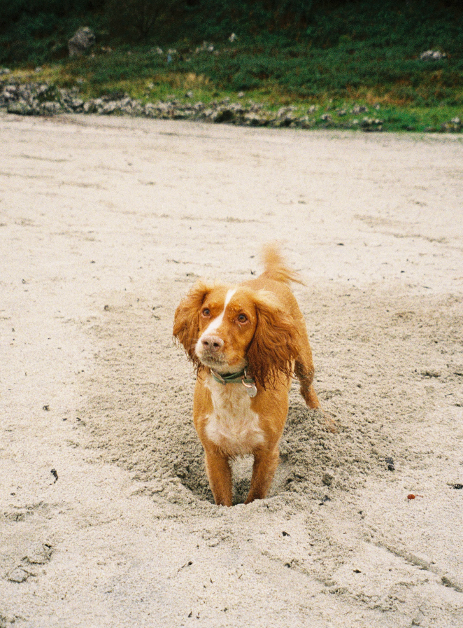 A golden Cocker Spaniel dog standing in sandy ground with green grass in the background.