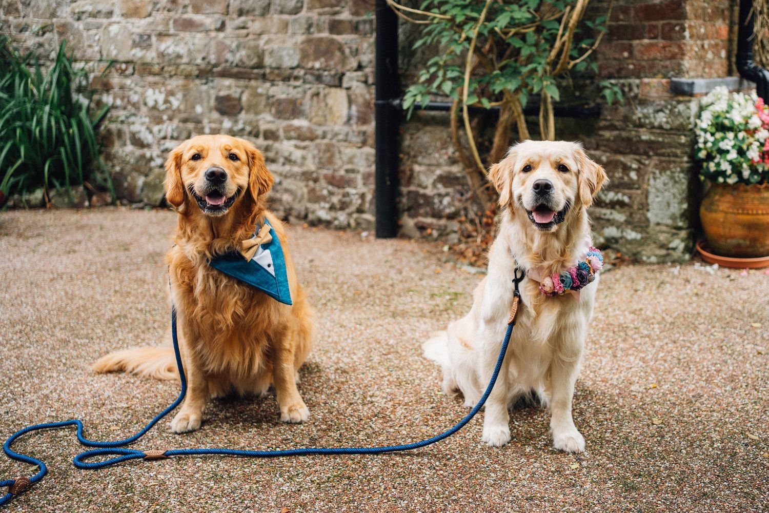 Two golden retrievers wearing bandanas pose together on a gravel path near a brick wall and garden plants.