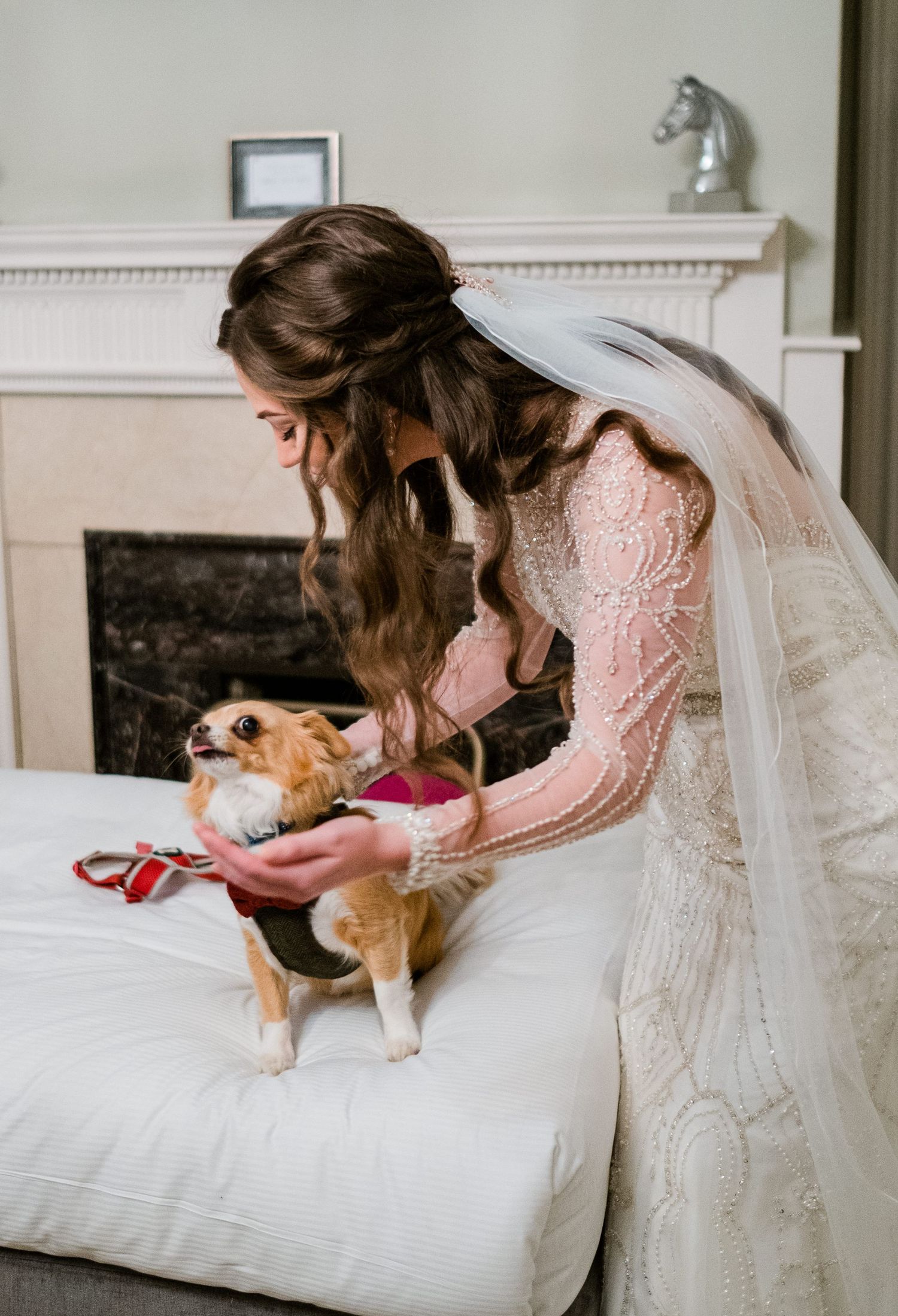A corgi puppy interacts playfully with wedding dress details on a white couch.