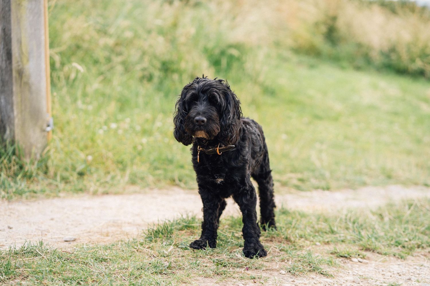 Black dogs walk along a dirt path in a grassy field on a sunny day.