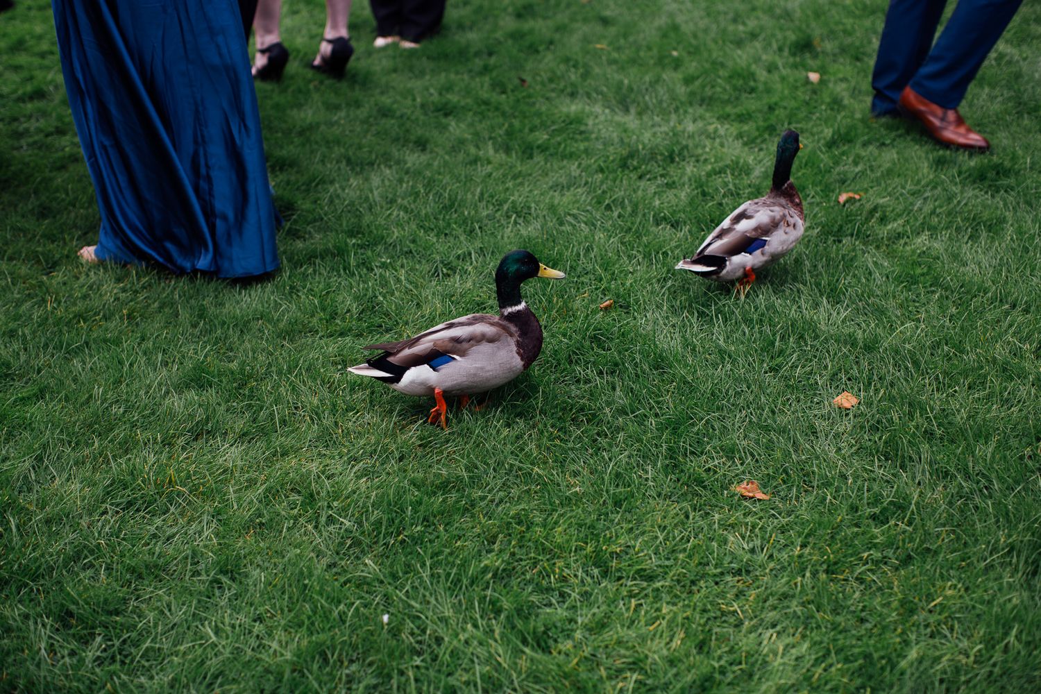 Two mallard ducks wander on green grass at an outdoor event with people's feet visible in the background.