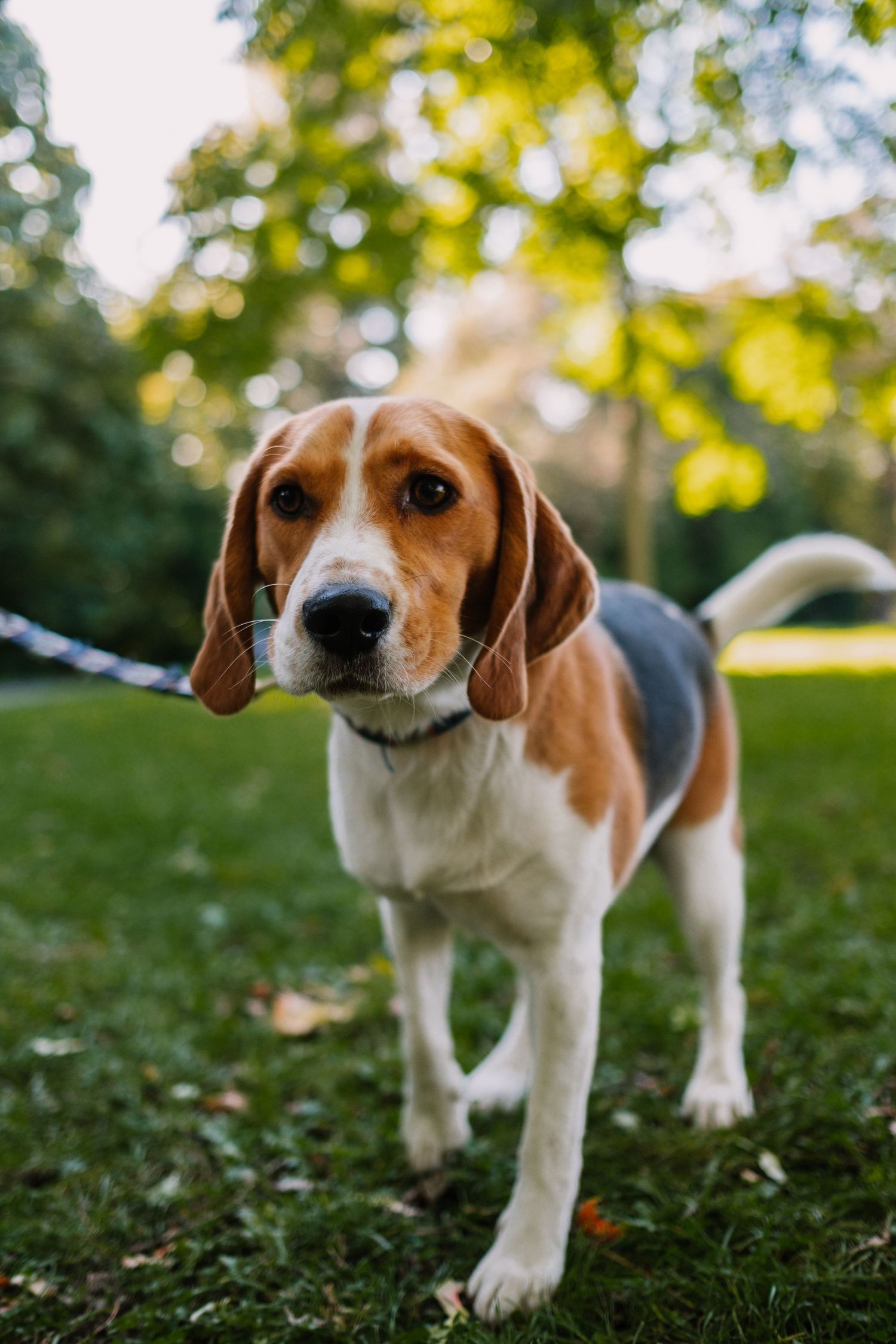 A beagle dog walks through grass on a sunny day, captured in multiple sequential frames.