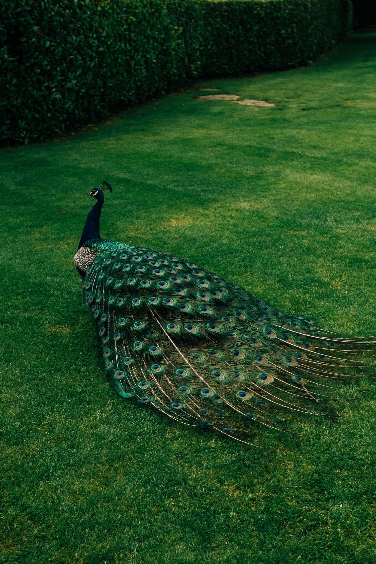 A peacock with iridescent plumage rests on a green lawn.