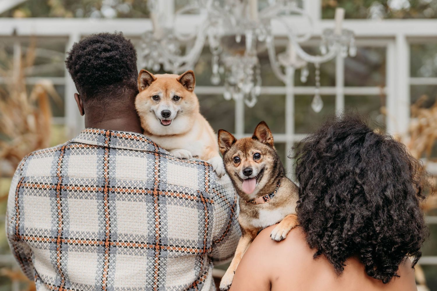 Two happy Shiba Inu dogs being held and looking over shoulders against a greenhouse background.
