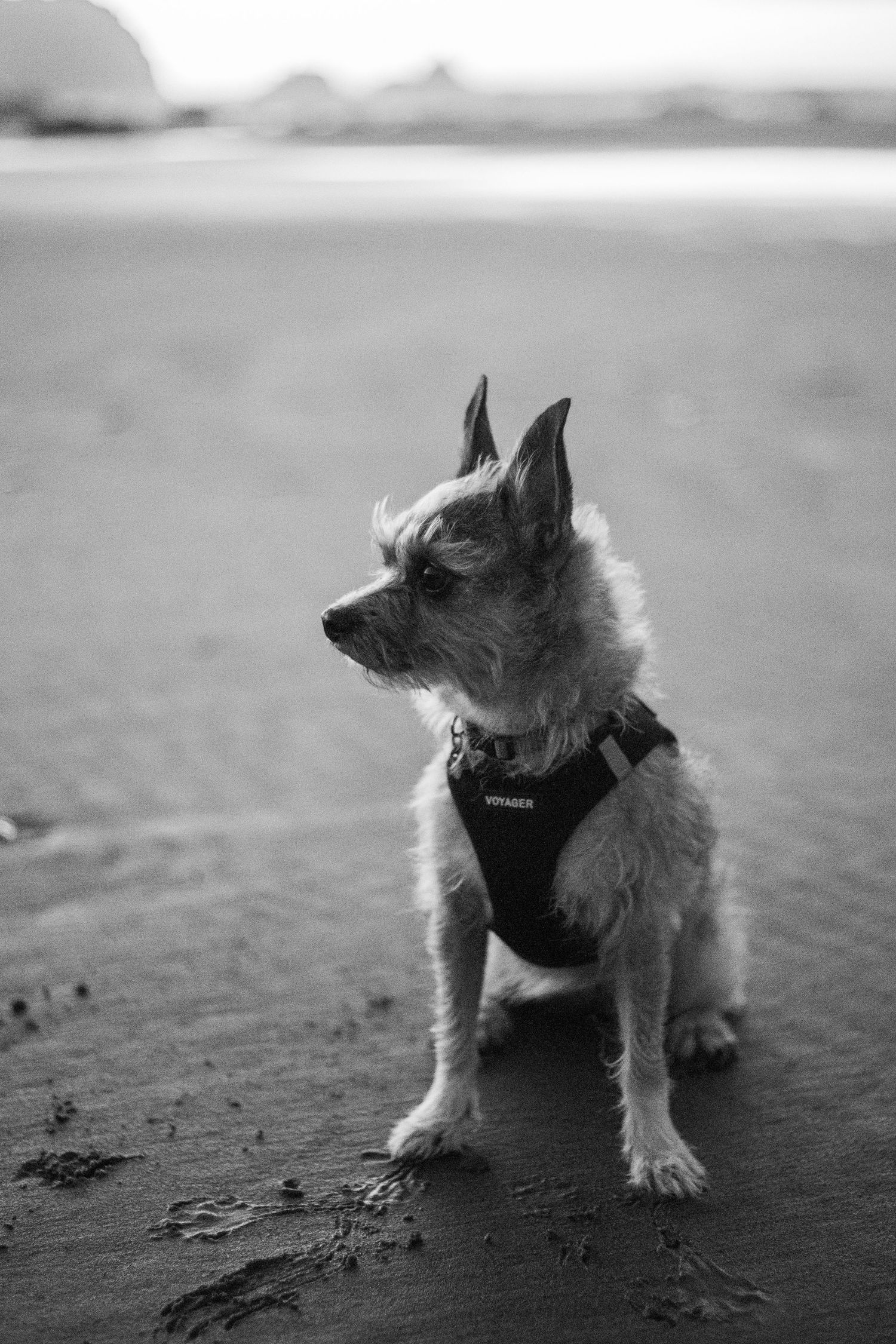 pet photography