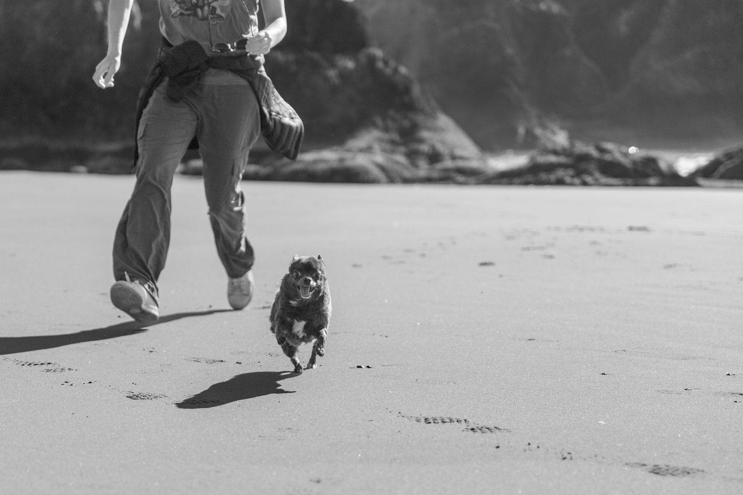 pet photography