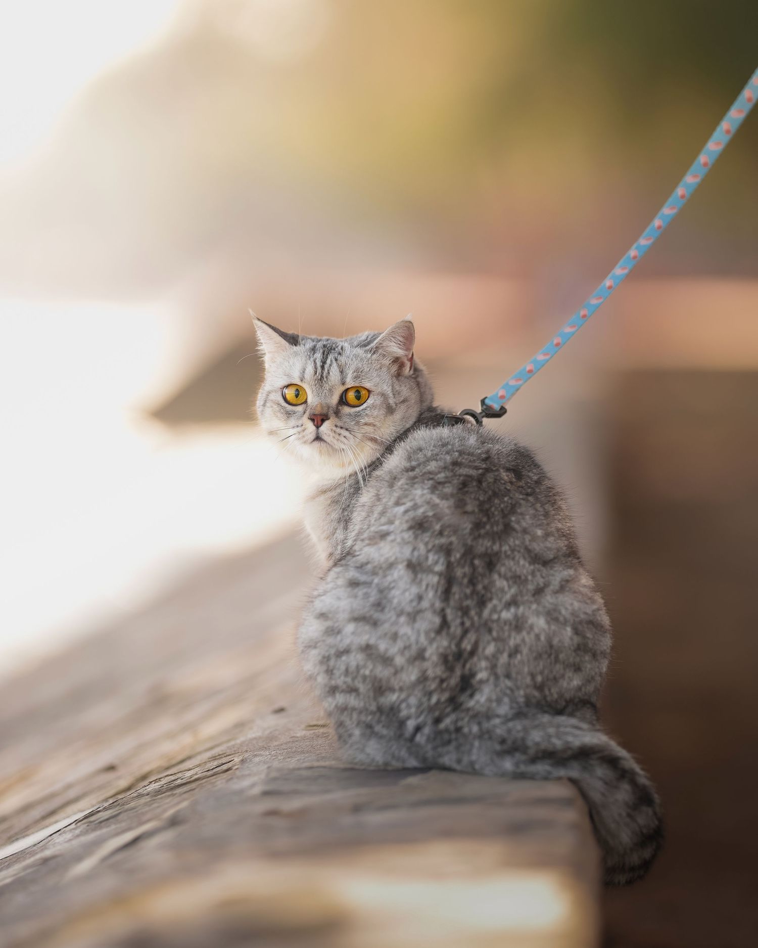 British Shorthair cat with leash sitting on wooden ledge in soft lighting.