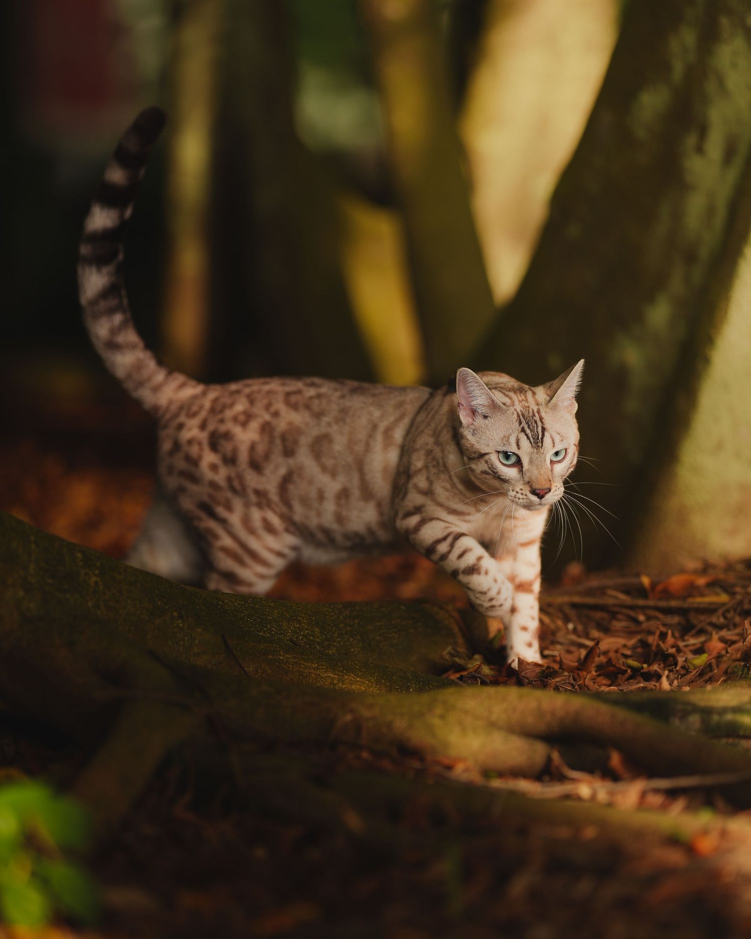 A striped Bengal cat walks through a forest with dappled sunlight illuminating its spotted fur and the fallen leaves.