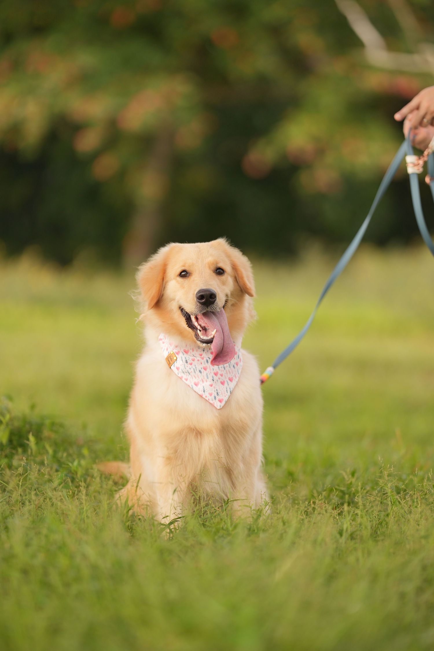 Happy Golden Retriever wearing a pink bandana stands in green grass on a leash during outdoor walk.