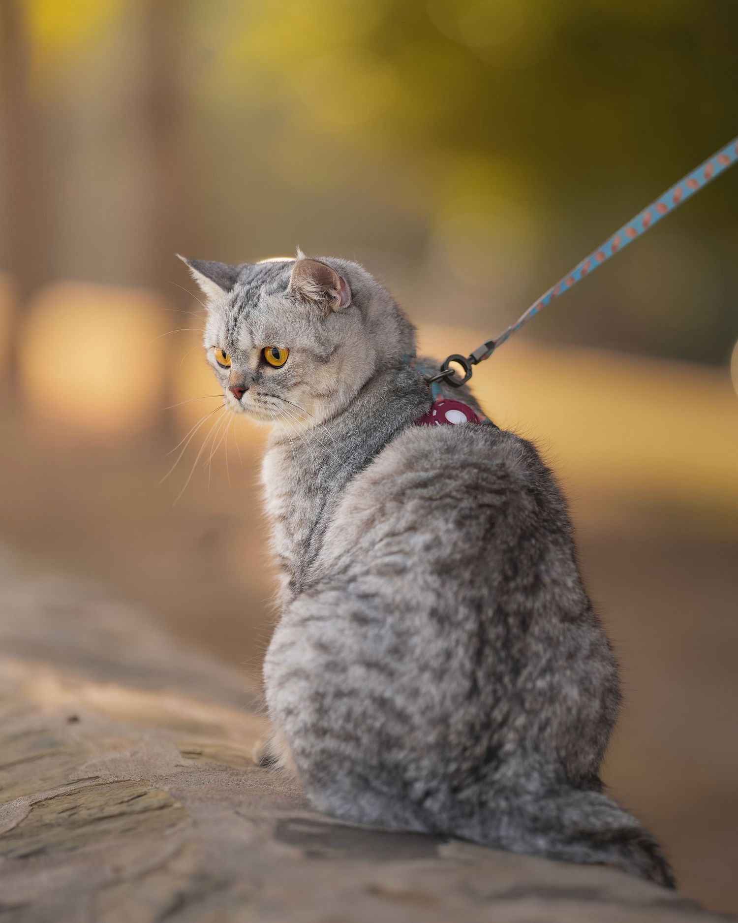 Grey British Shorthair cat on leash sitting outdoors in golden light.