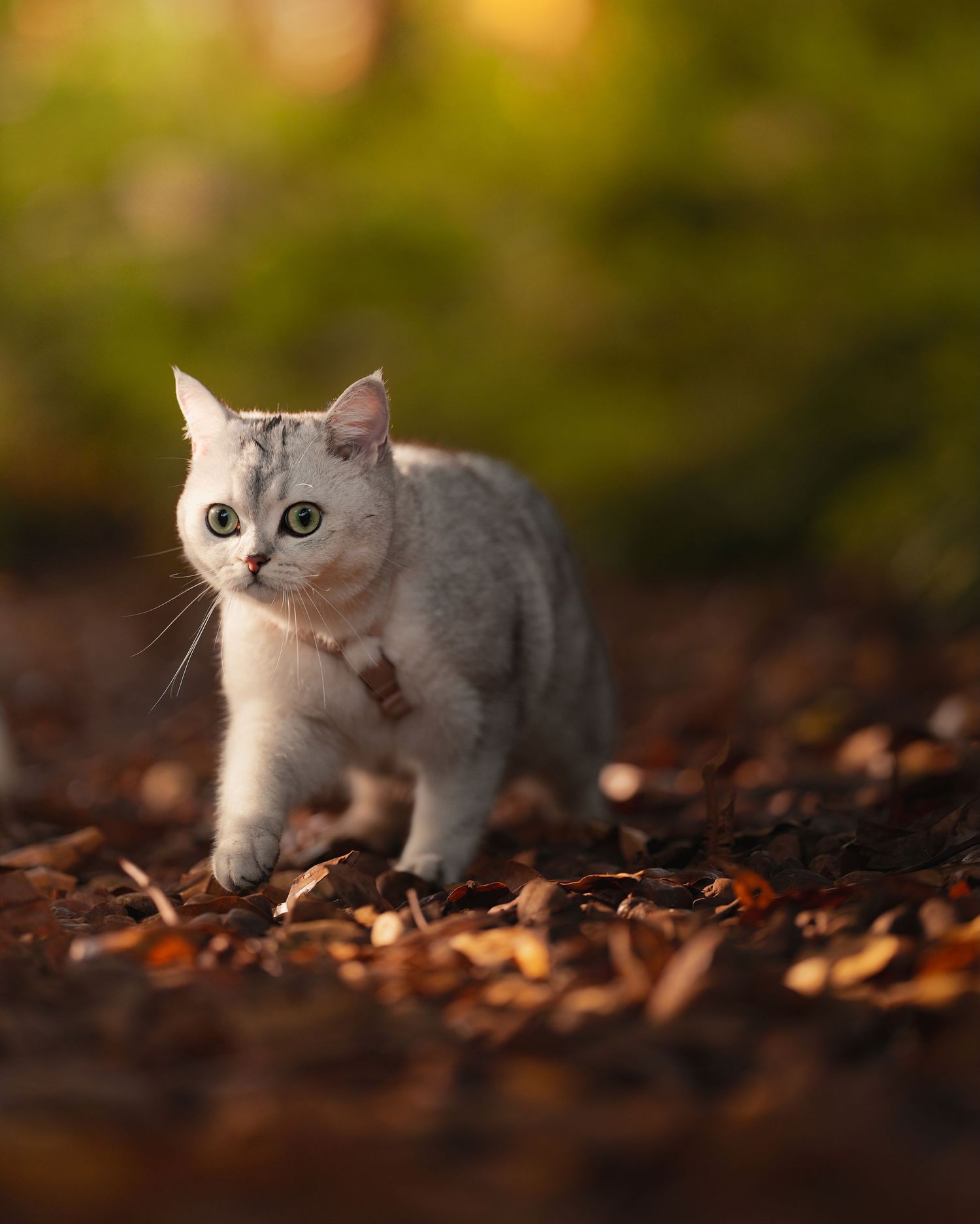 White British Shorthair cat walking through fallen autumn leaves in soft lighting.