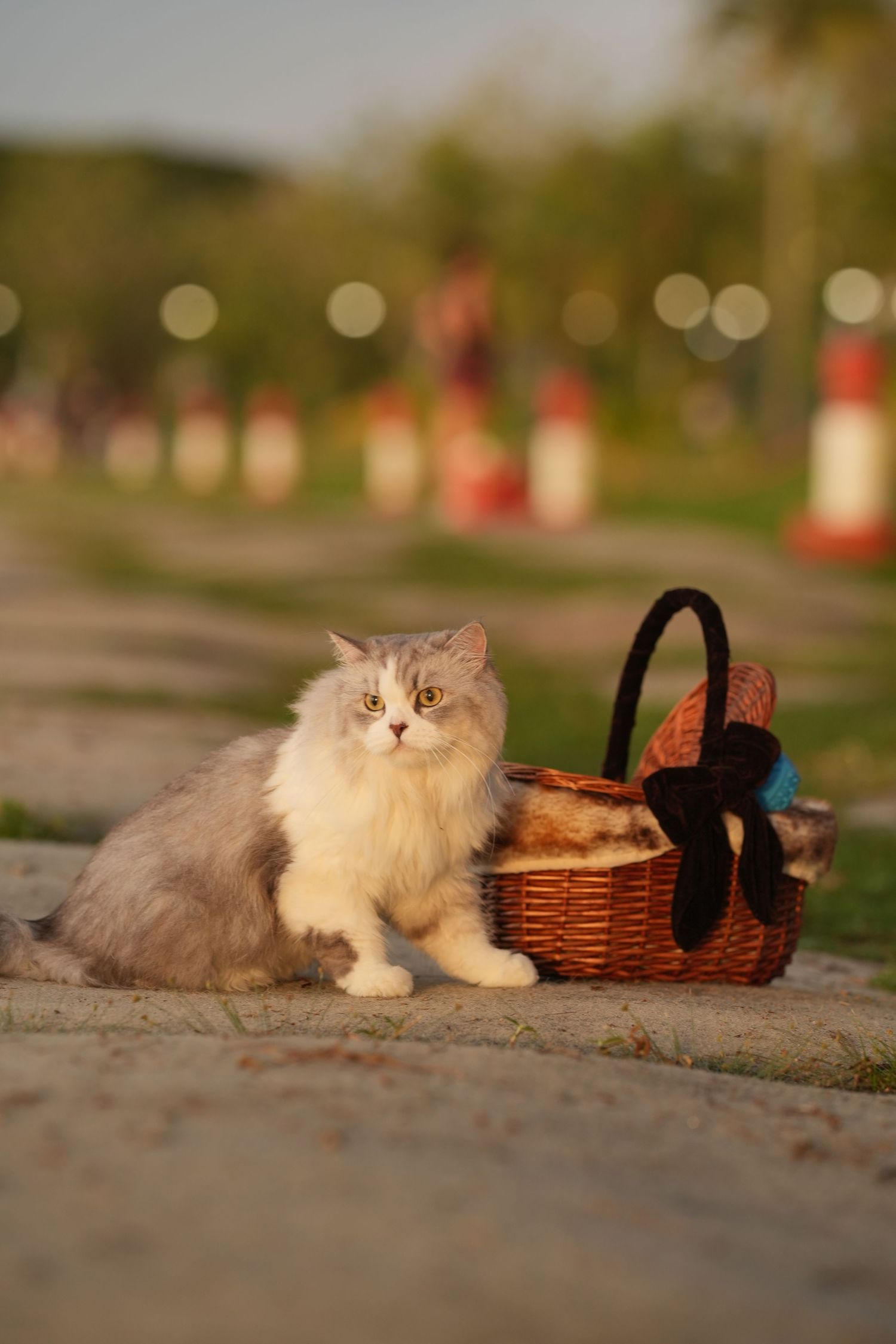 A fluffy white and gray cat lies beside a woven basket on a blurred outdoor surface with bokeh lights in background.