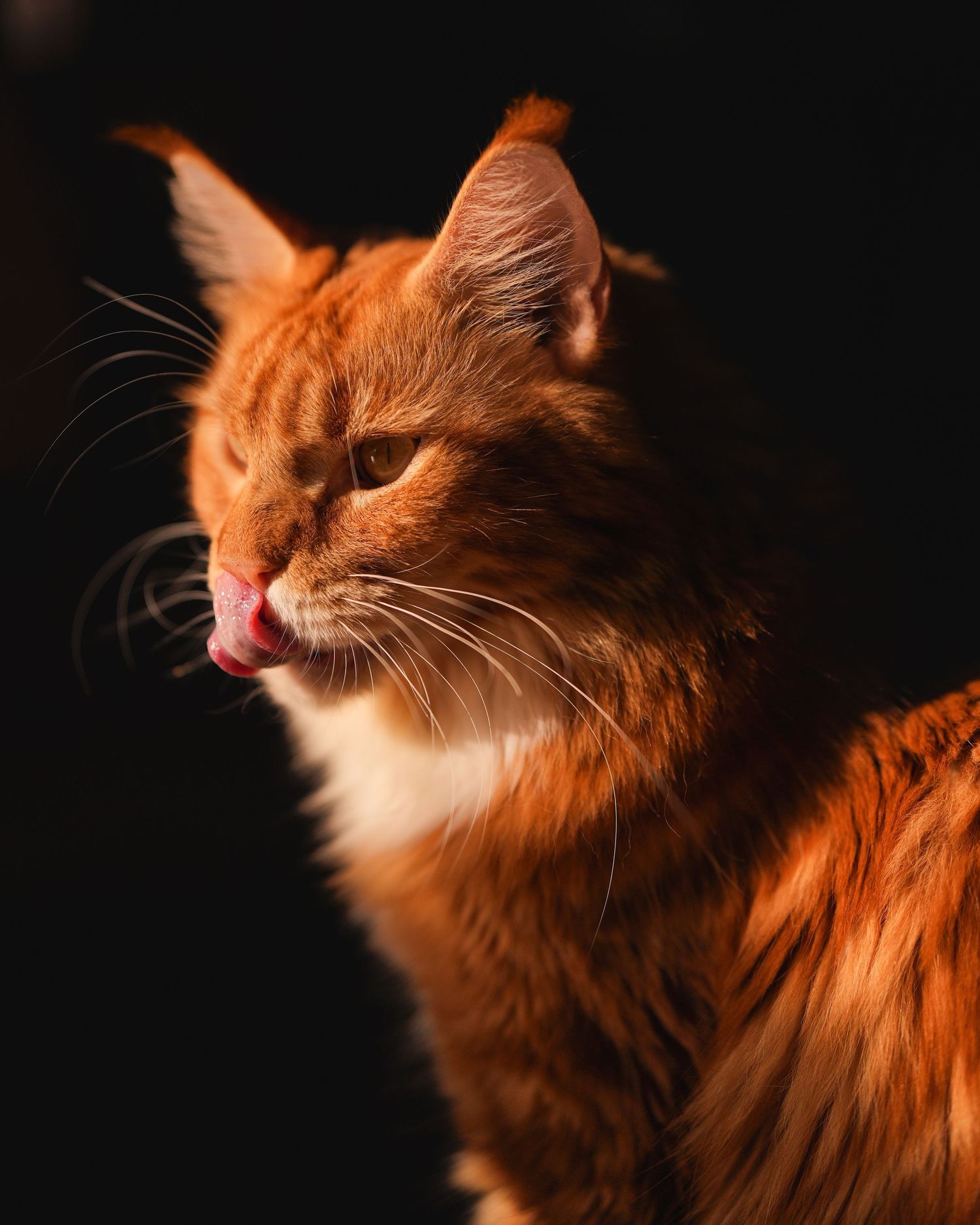 Orange tabby cat with fluffy fur shown in dramatic side profile against dark background.