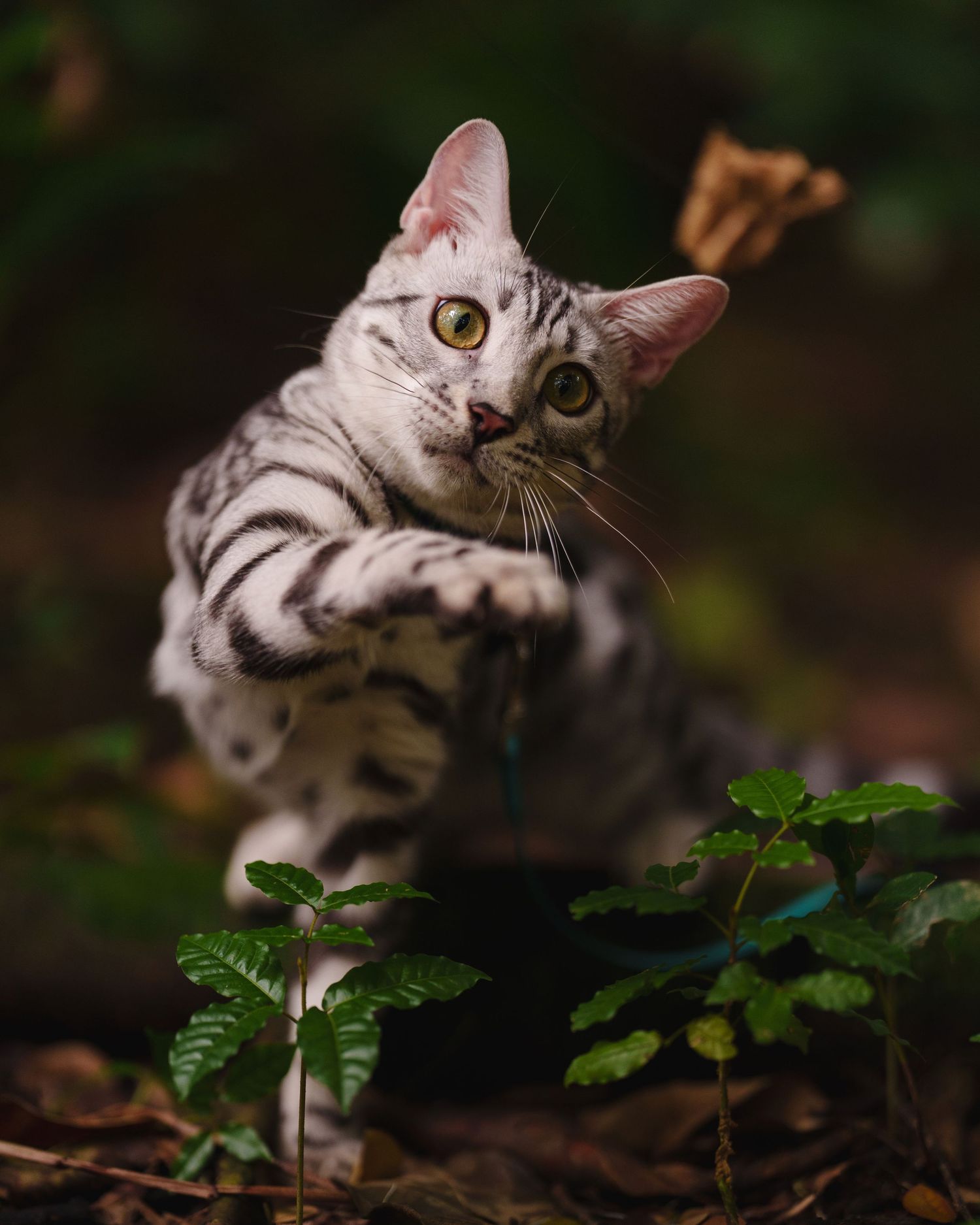 American Shorthair cat in playful pose among forest ferns and leaves.