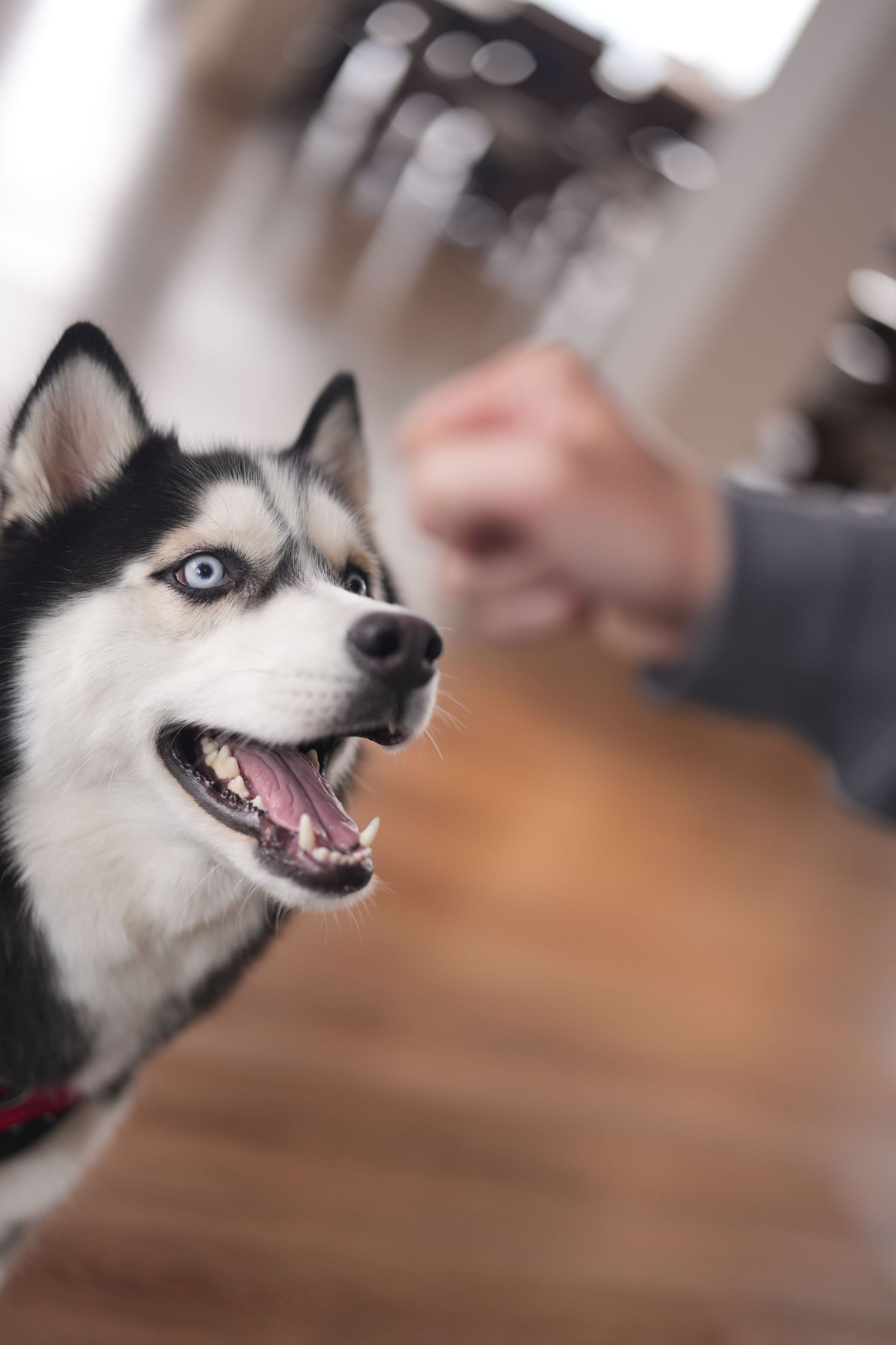 A husky dog with striking blue eyes and black and white fur shows different facial expressions in a series of photos.