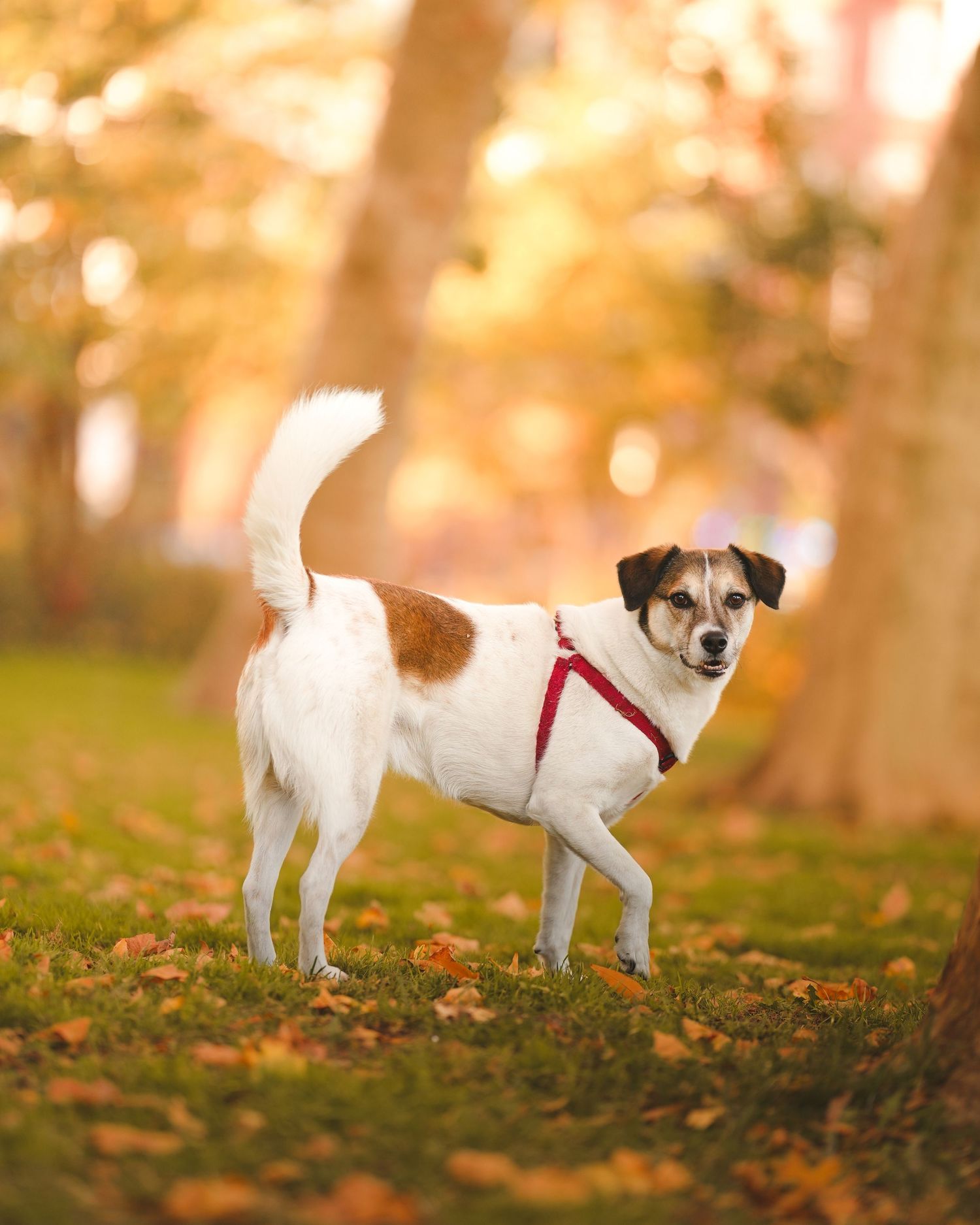 Jack Russell mix dog in red harness standing on autumn leaves.