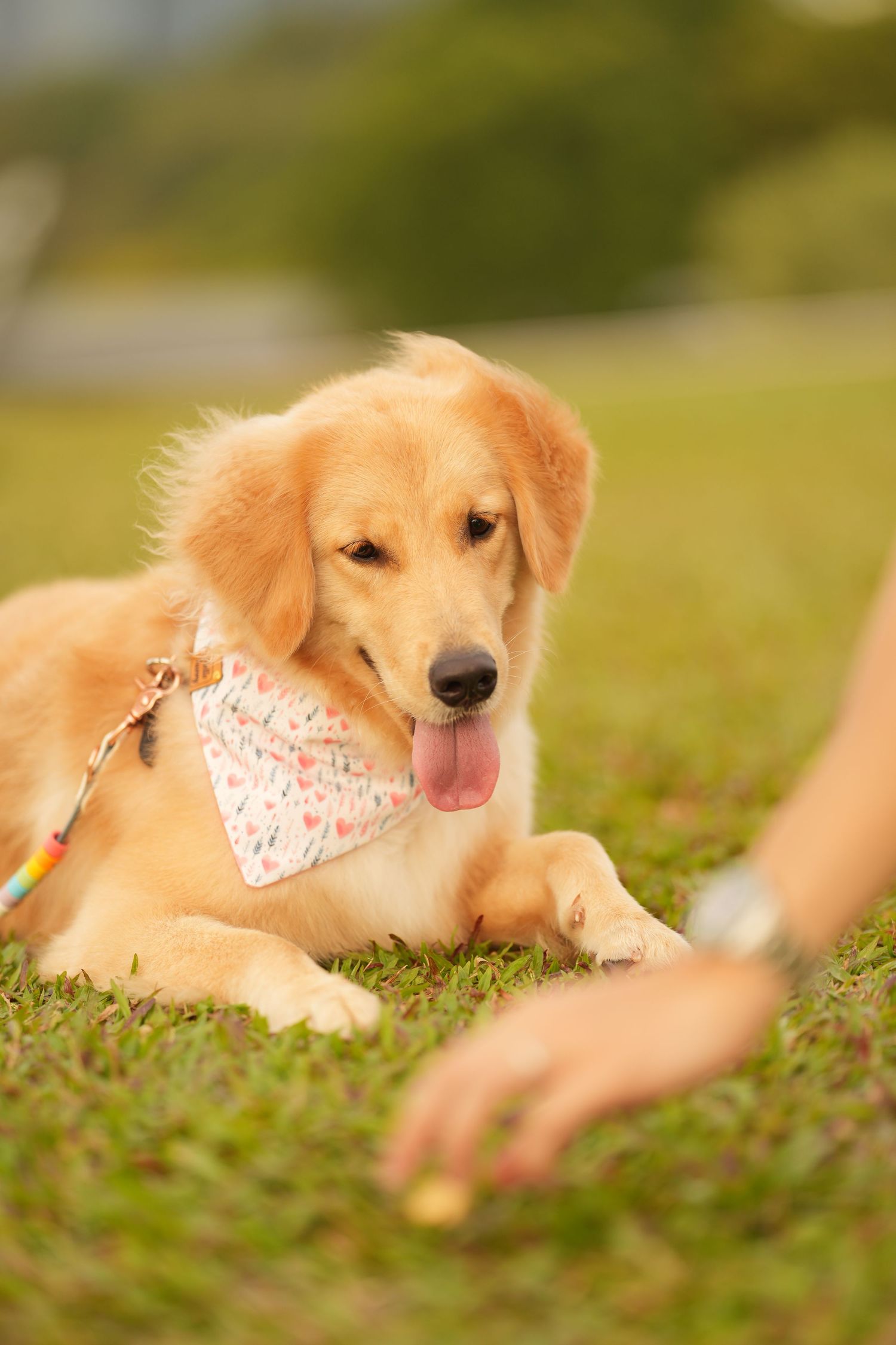 Golden retriever puppy wearing a white bandana lies in grass while a hand reaches toward it.
