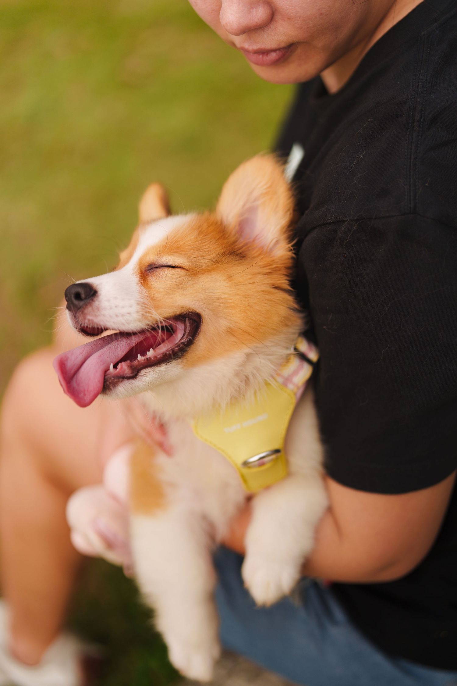 Happy Corgi puppy with tongue out wearing a yellow harness.