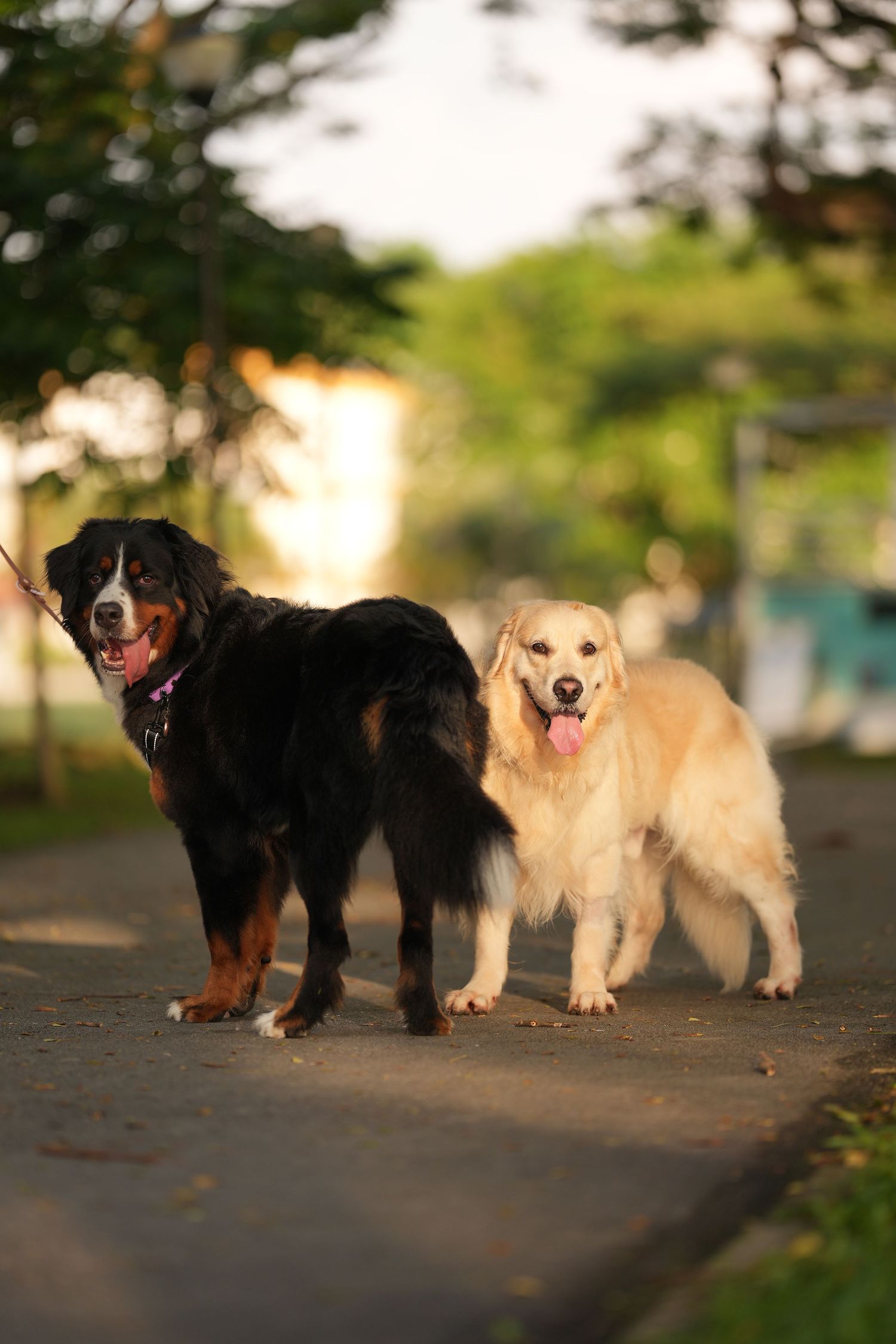 A Bernese Mountain Dog and Golden Retriever stand together on a path at sunset with trees in the background.