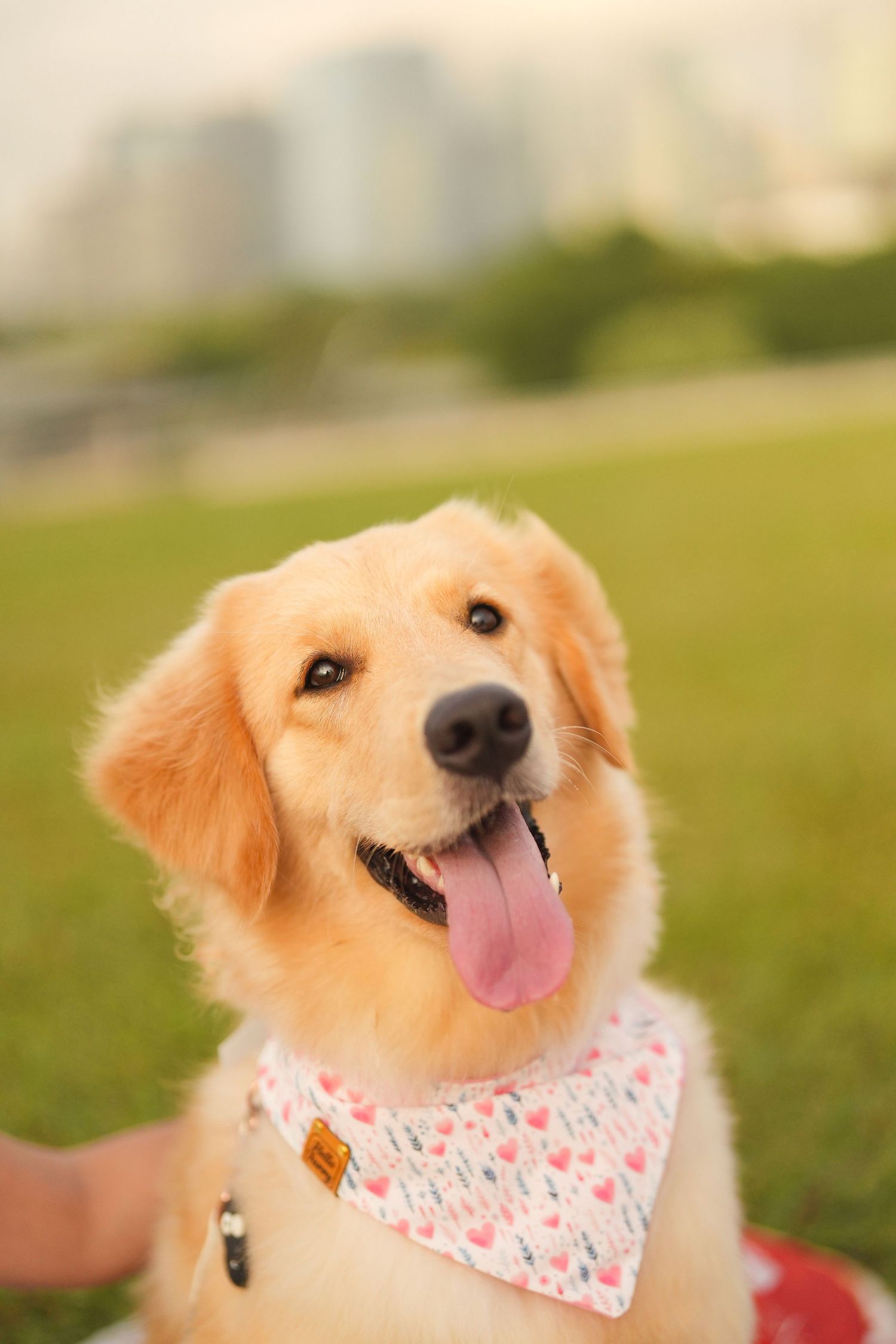 Golden Retriever wearing a floral bandana smiles while sitting in a grassy park.