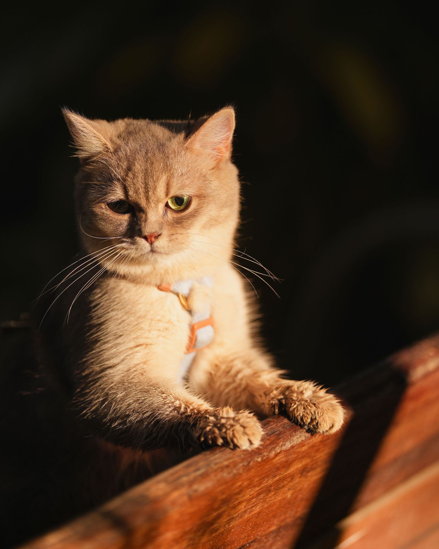 Cream-colored cat lounging on wooden surface in dramatic lighting.