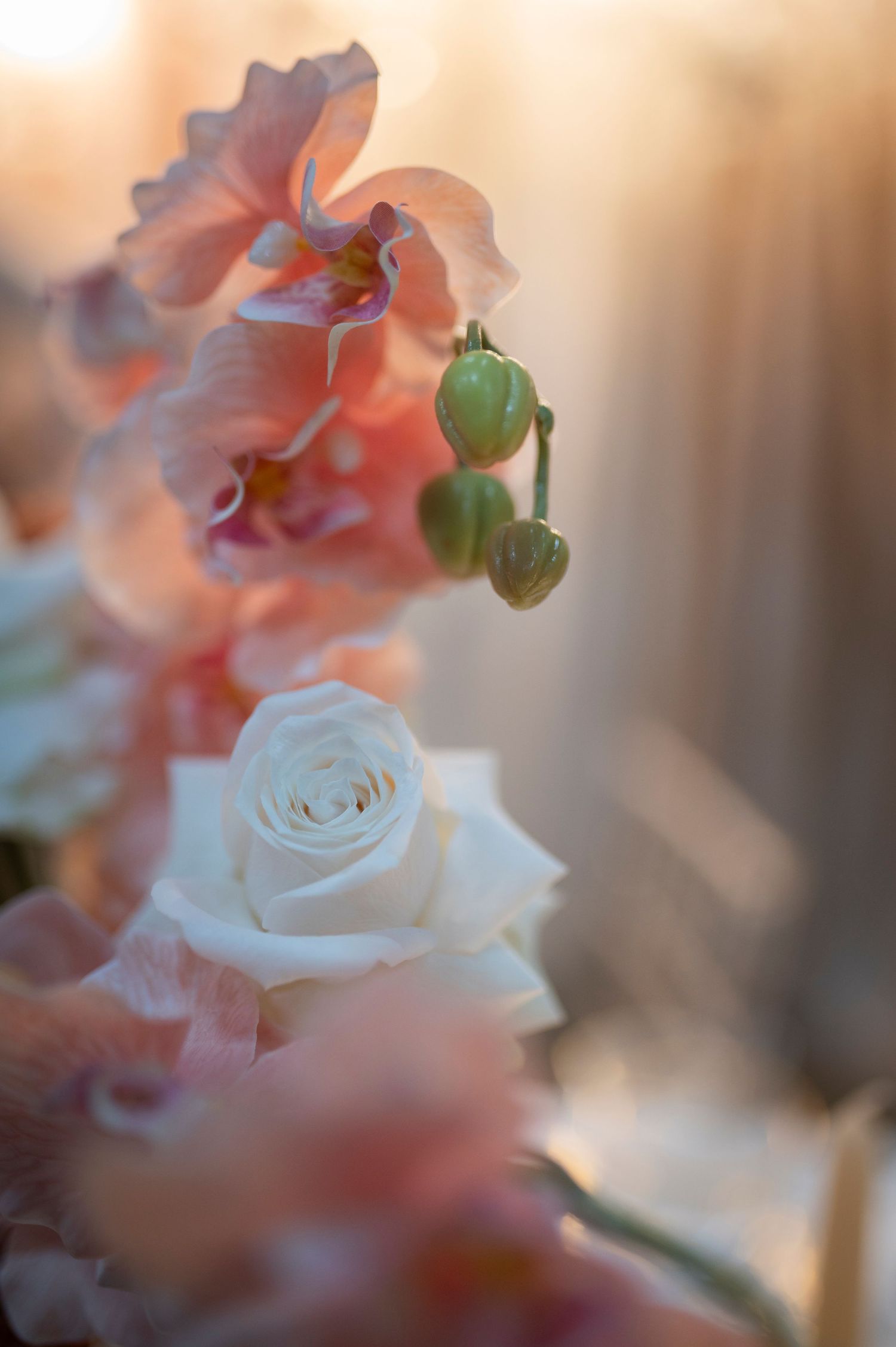 Soft pink and white roses with delicate petals in dreamy macro photography with blurred background.