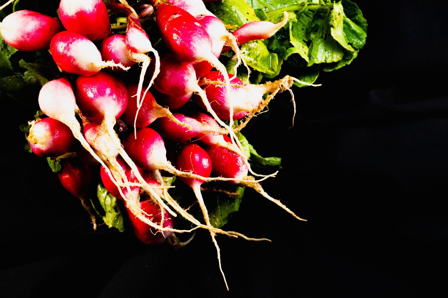 Fresh red and white radishes with vibrant green leaves arranged in neat rows against a dark background.