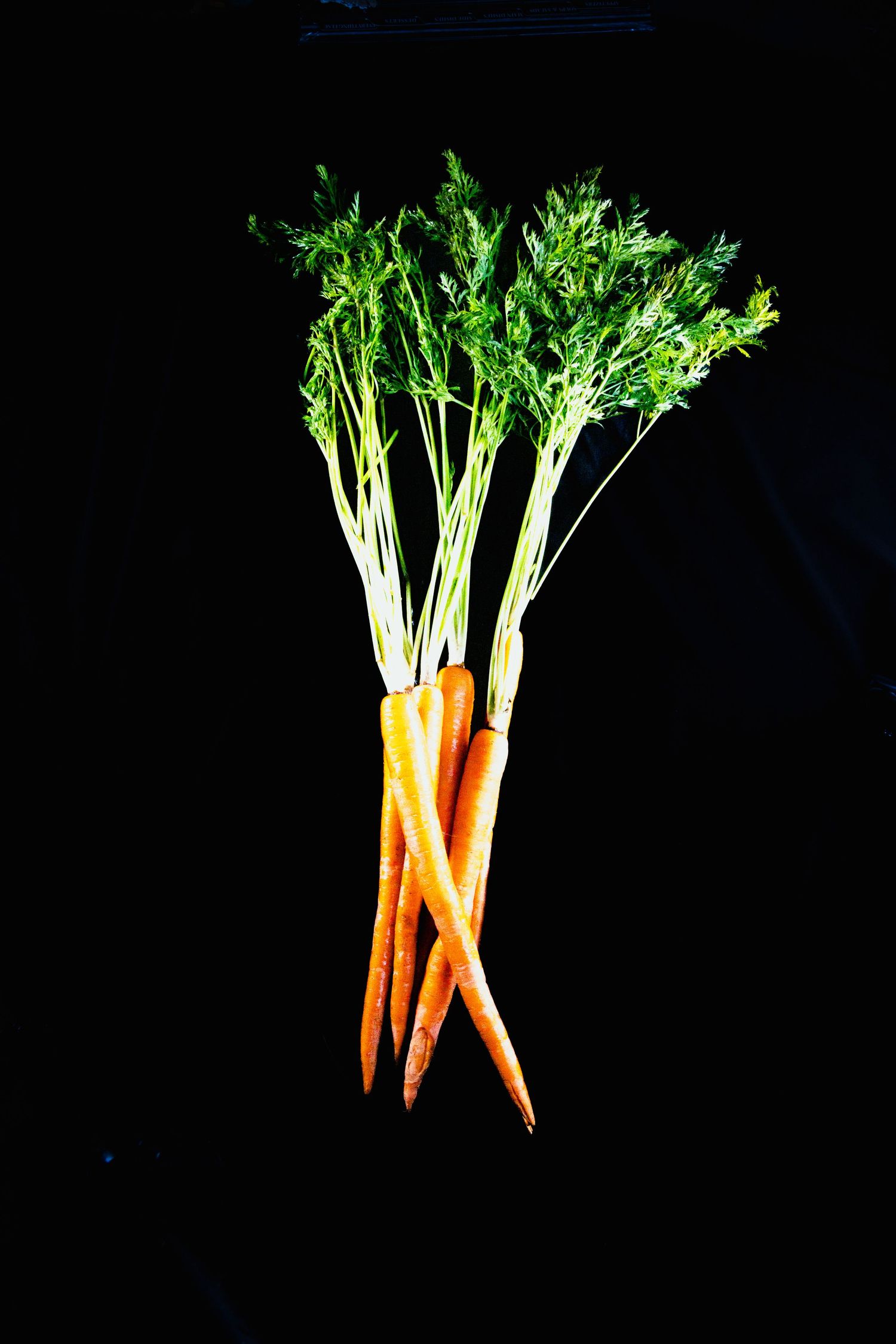 Fresh orange carrots with green tops against black background transition into abstract dancing vegetable art sequence.