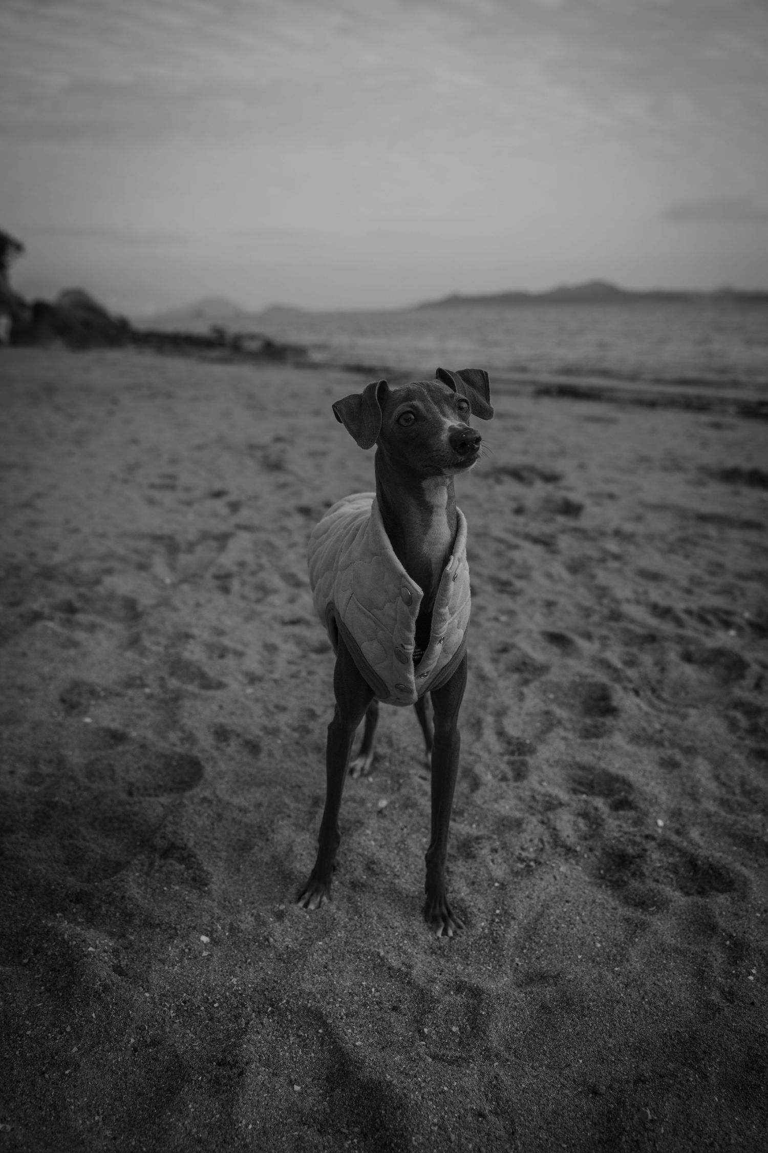 Black and white portrait of sleek Italian Greyhound in vest standing on beach.