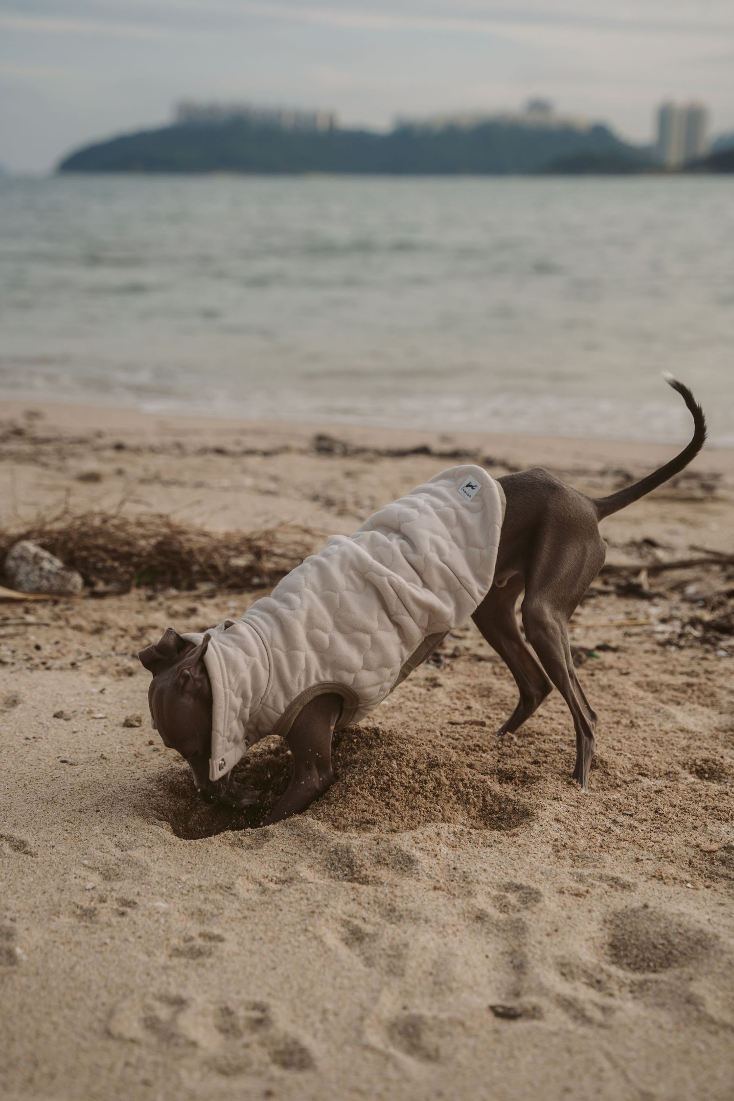Italian Greyhound wearing white sweater digging in sand at beach with cityscape background.
