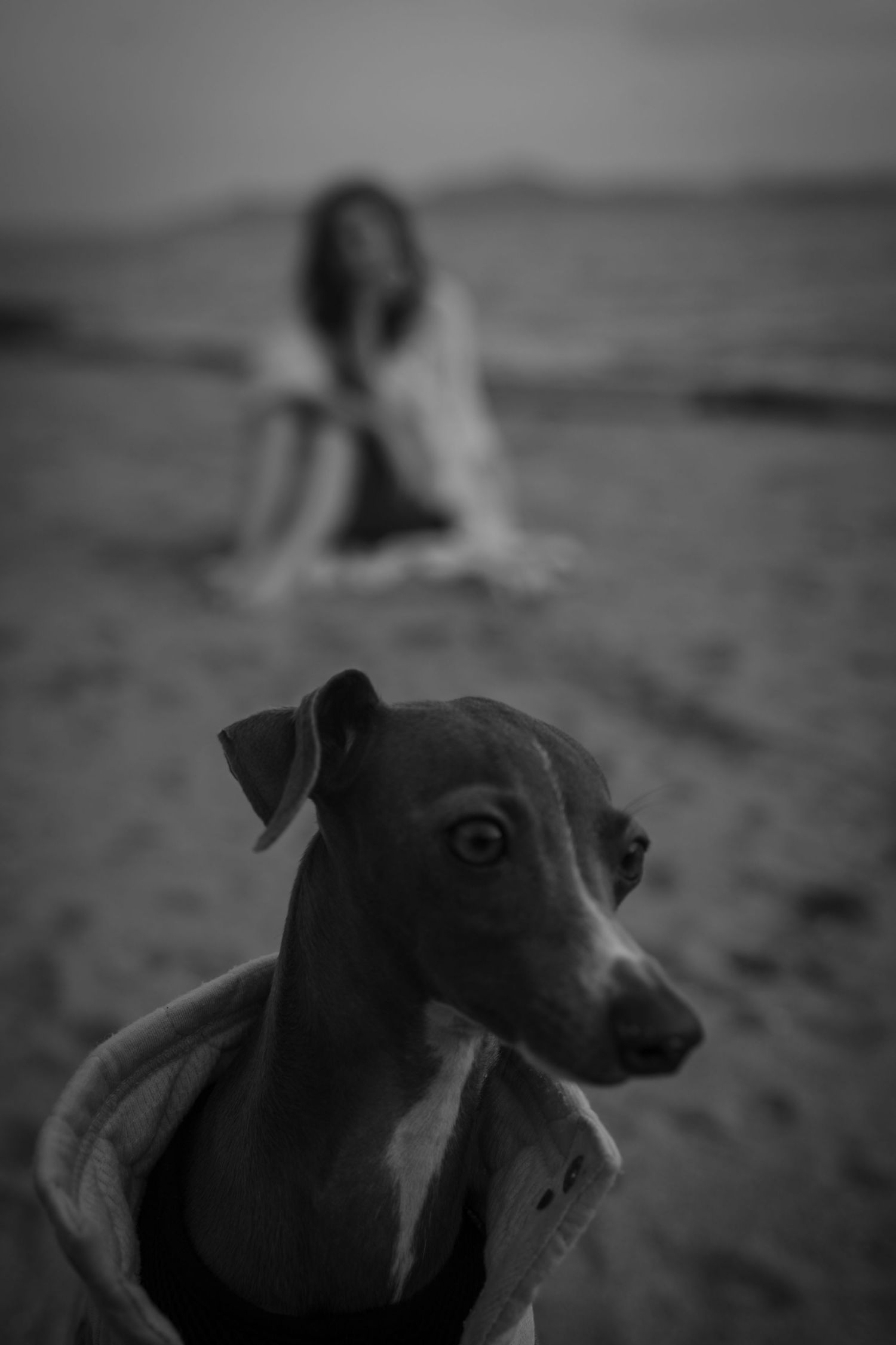 Black and white photo of Italian Greyhound in foreground with blurred beach scene.