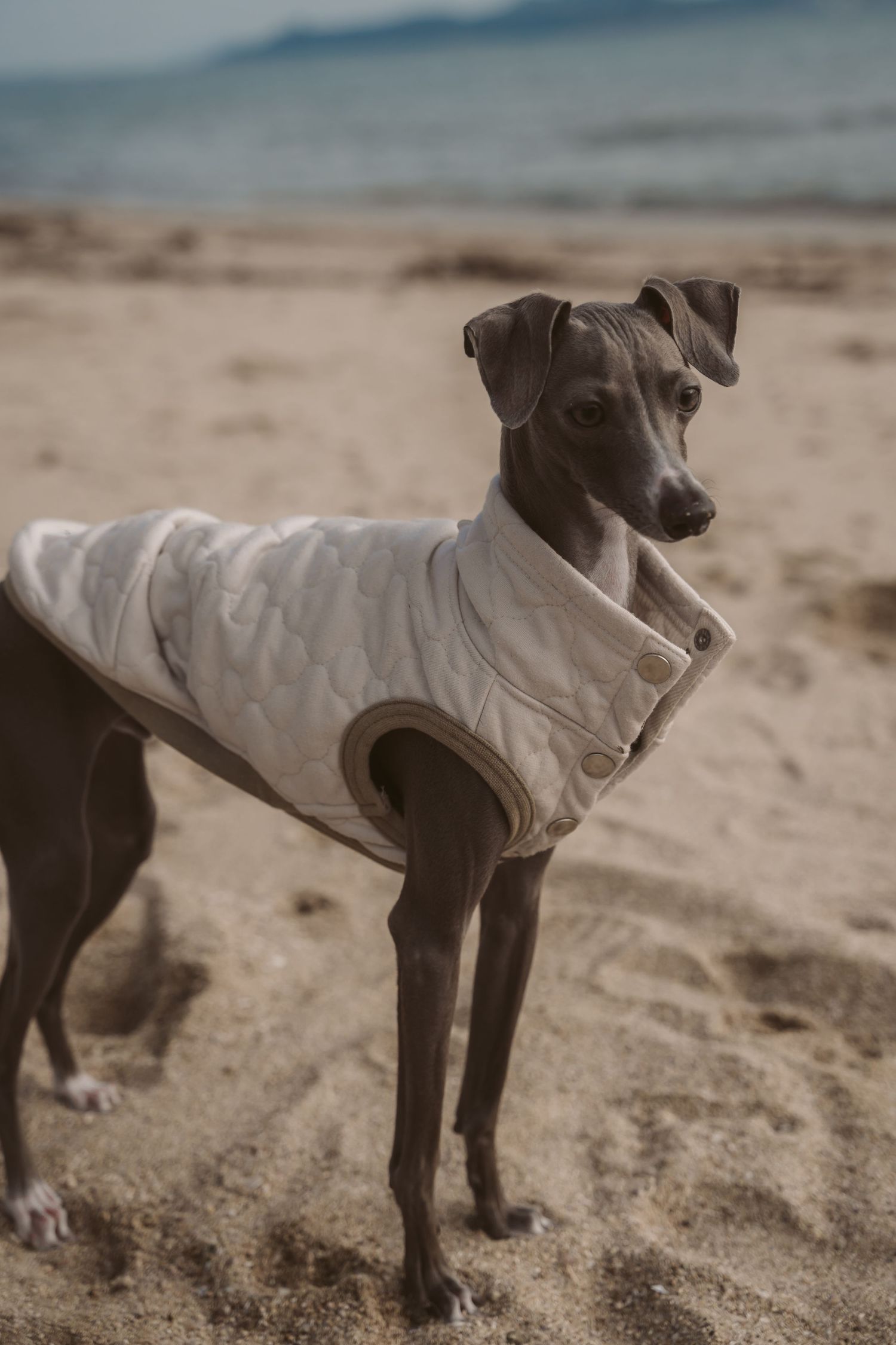 Italian Greyhound wearing white vest stands alertly on sandy beach with ocean view.