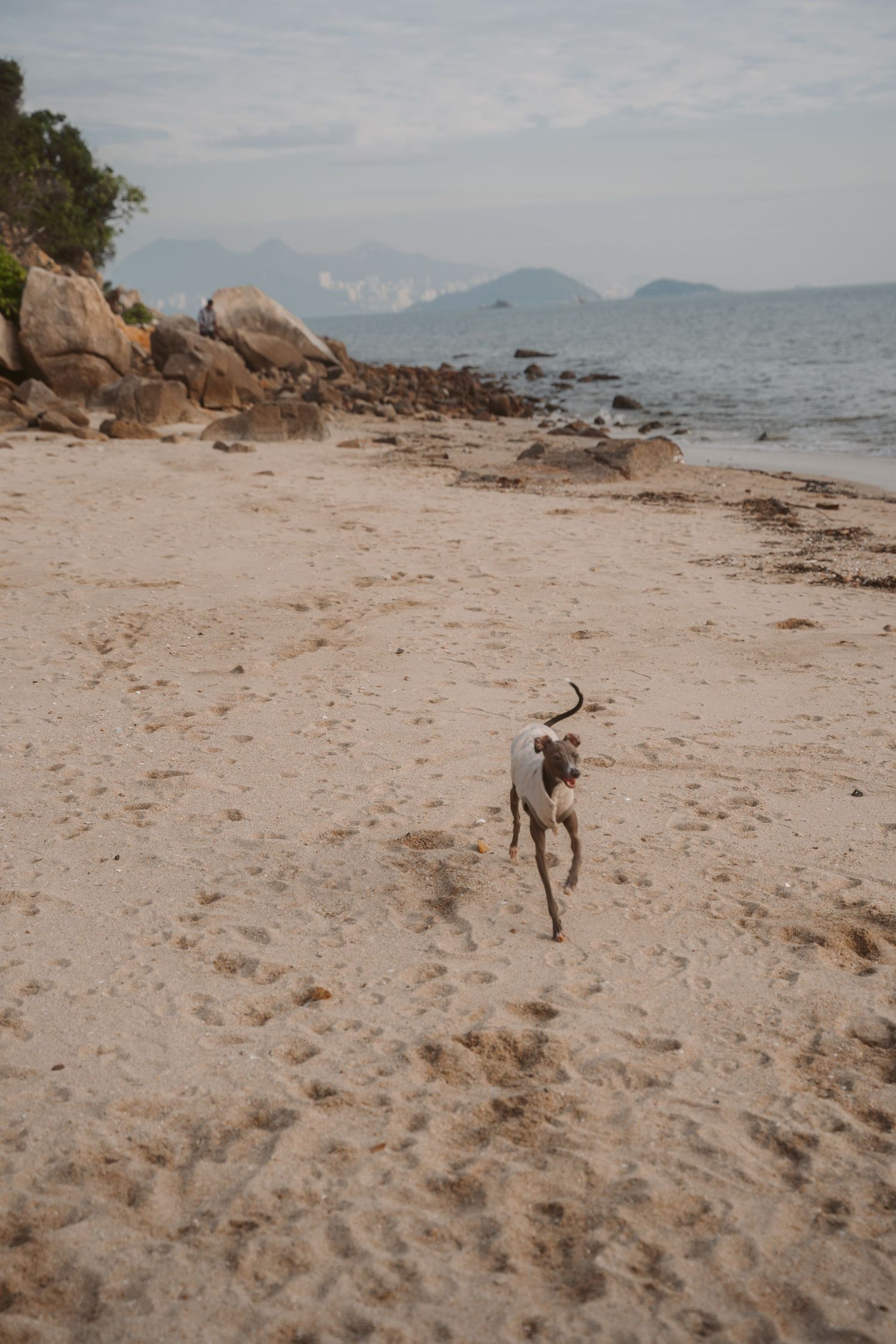 Italian Greyhound running freely on sandy beach with rocky coastline and mountains.