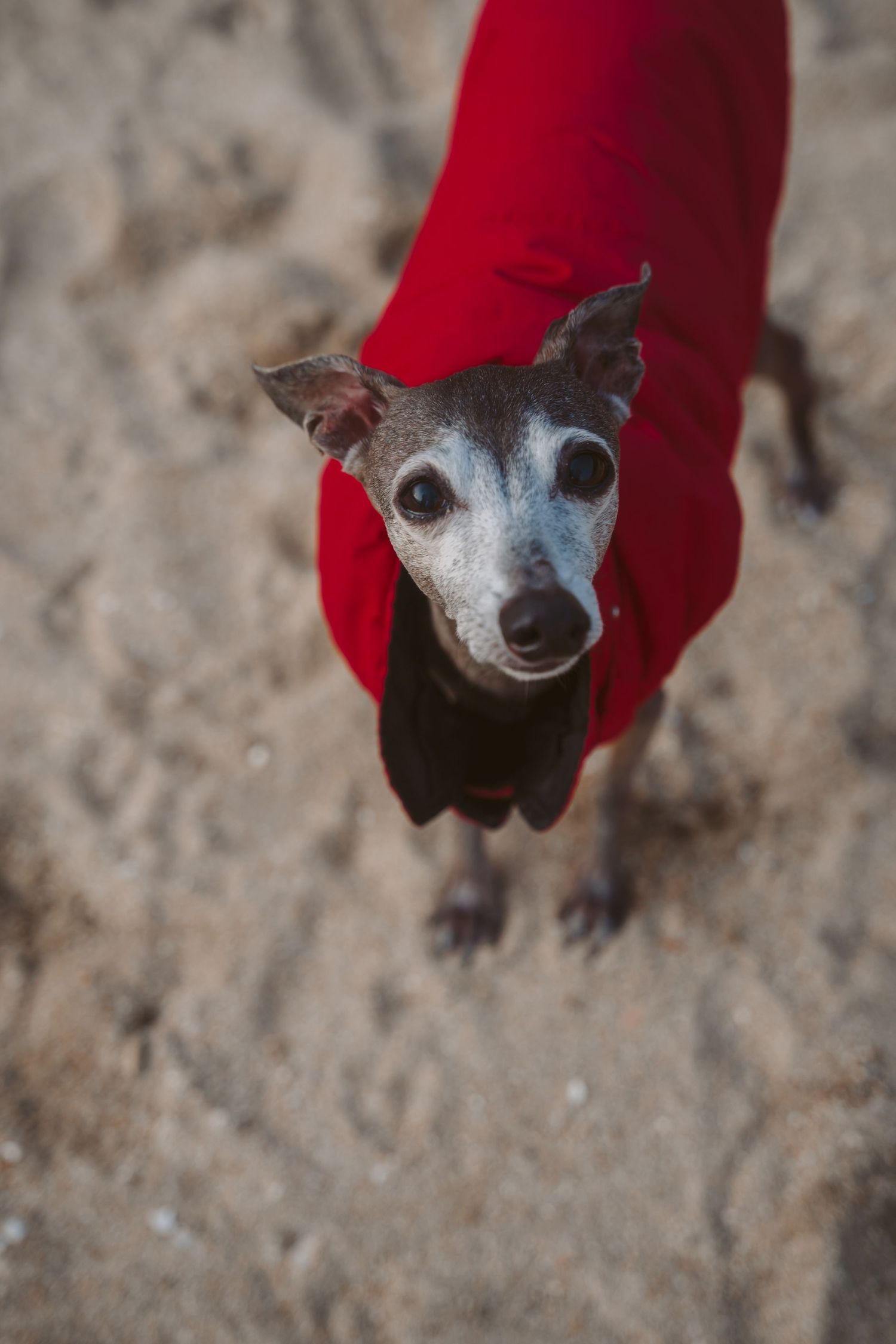Close-up portrait of an Italian Greyhound wearing a red sweater looking directly at camera.