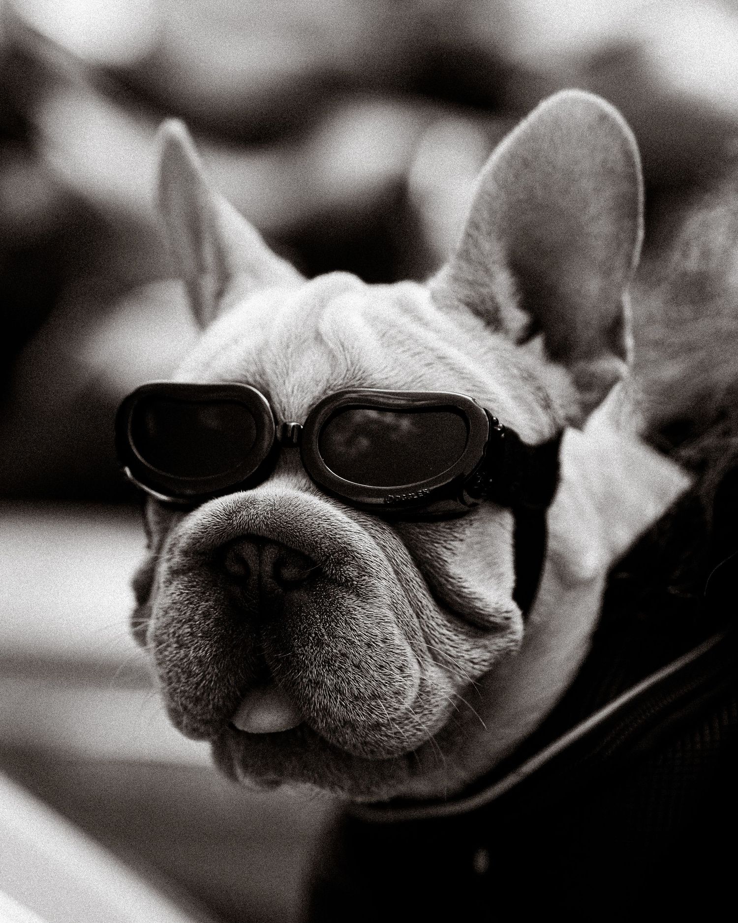 Black and white photo of a French Bulldog wearing sunglasses with a cool expression.